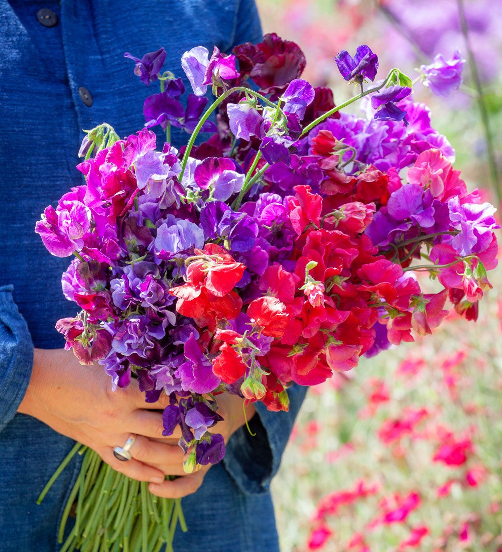 Sweet Peas