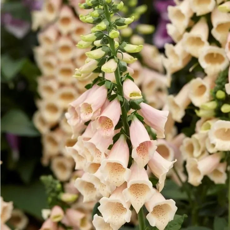 Foxglove