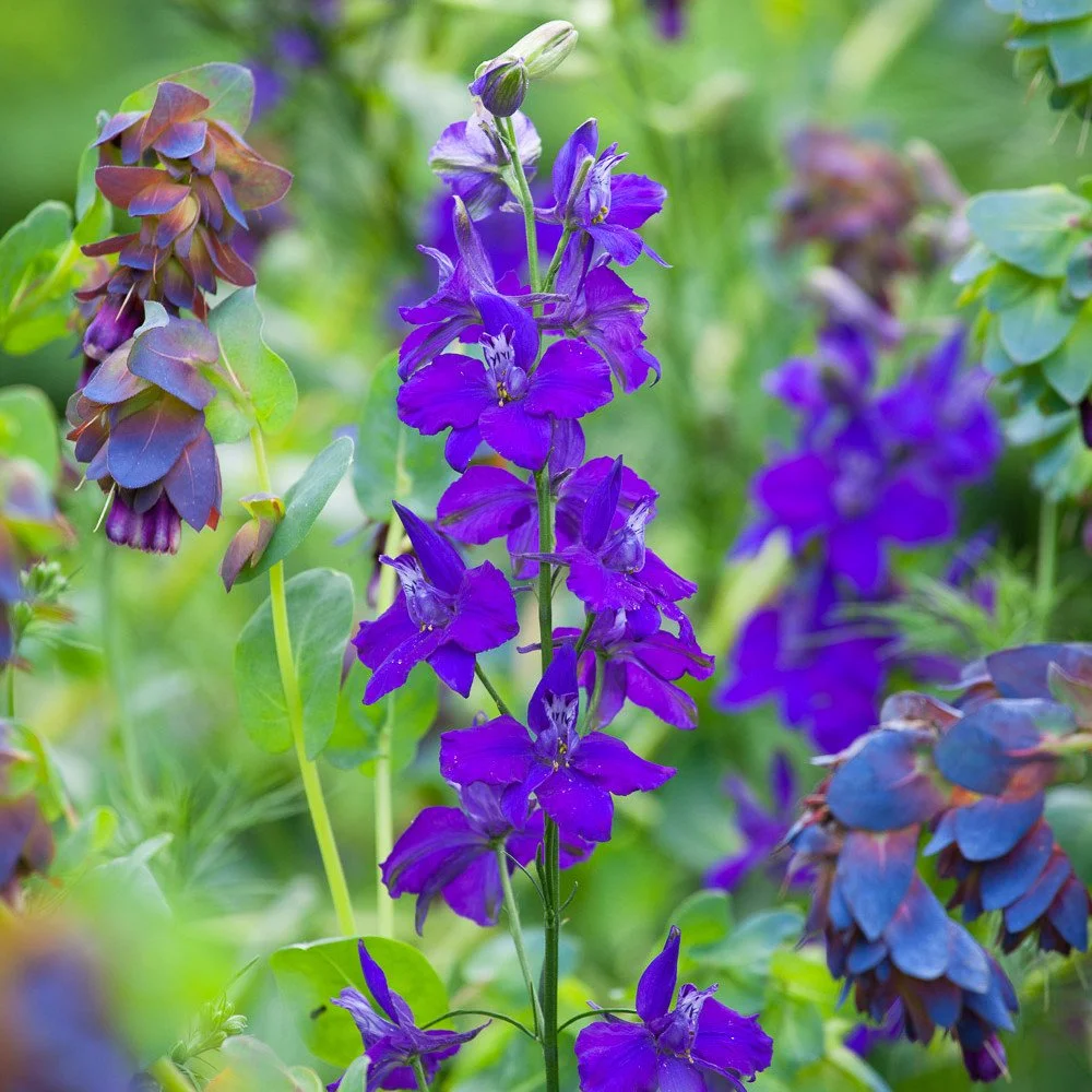Consolida ajacis 'Dark Blue' (Larkspur / Delphinium)