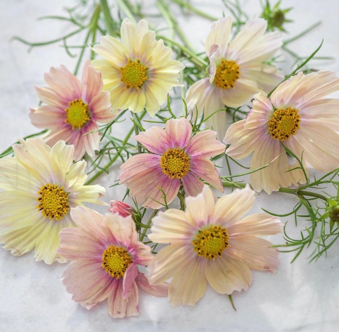 Cosmos (from Sarah Raven Seeds)