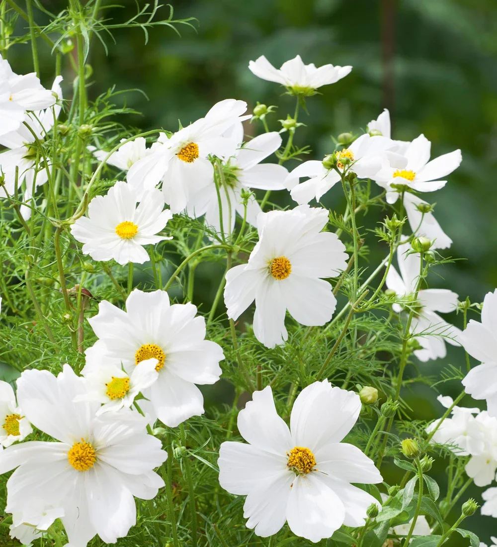 Dwarf white cosmos