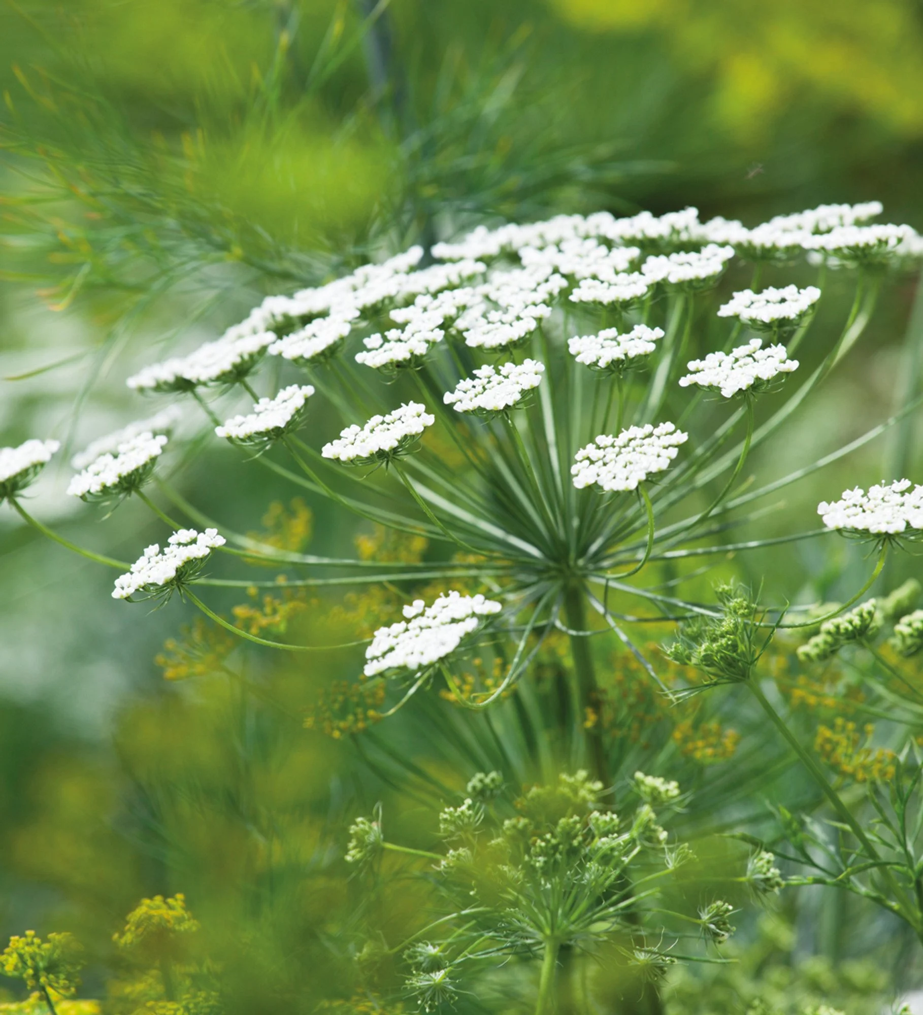 Ammi Majus