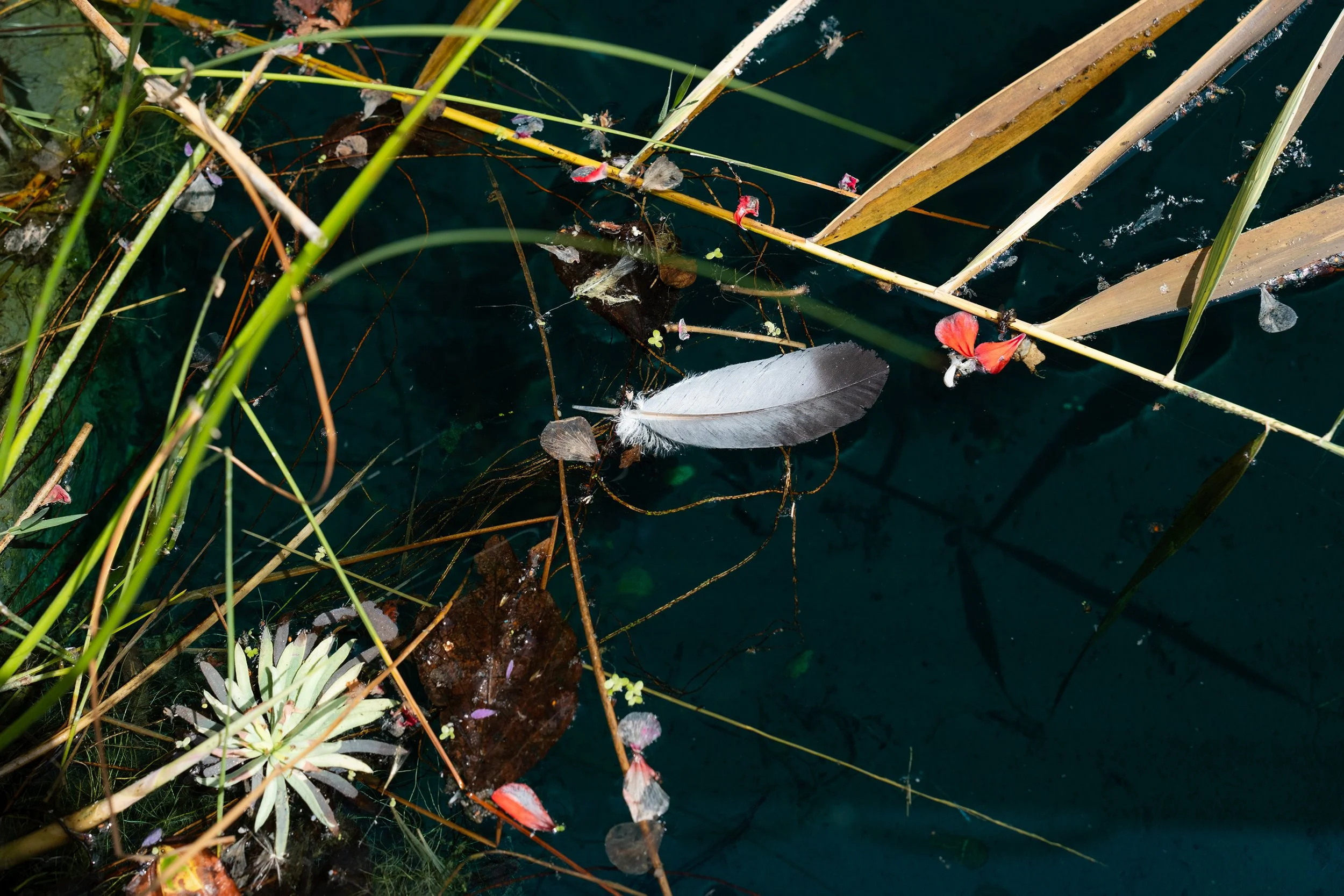 A close-up of aquatic plants and fallen leaves floating on dark water, with some green reeds and plants along the edge.