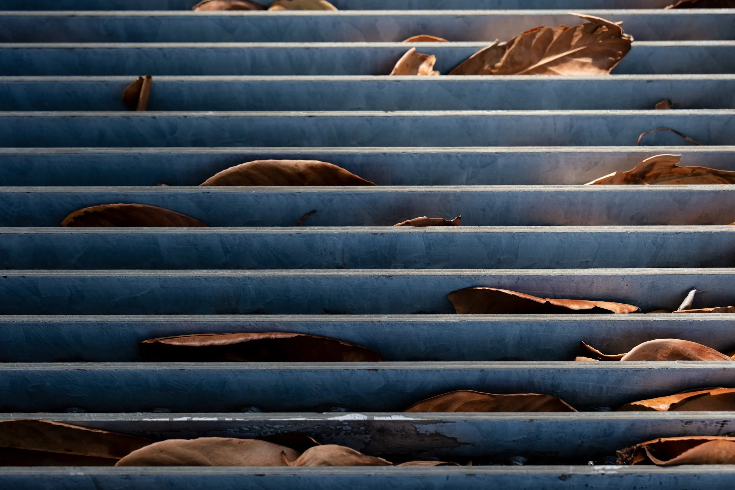 Dried, fallen leaves in caught in metal gutter. 
