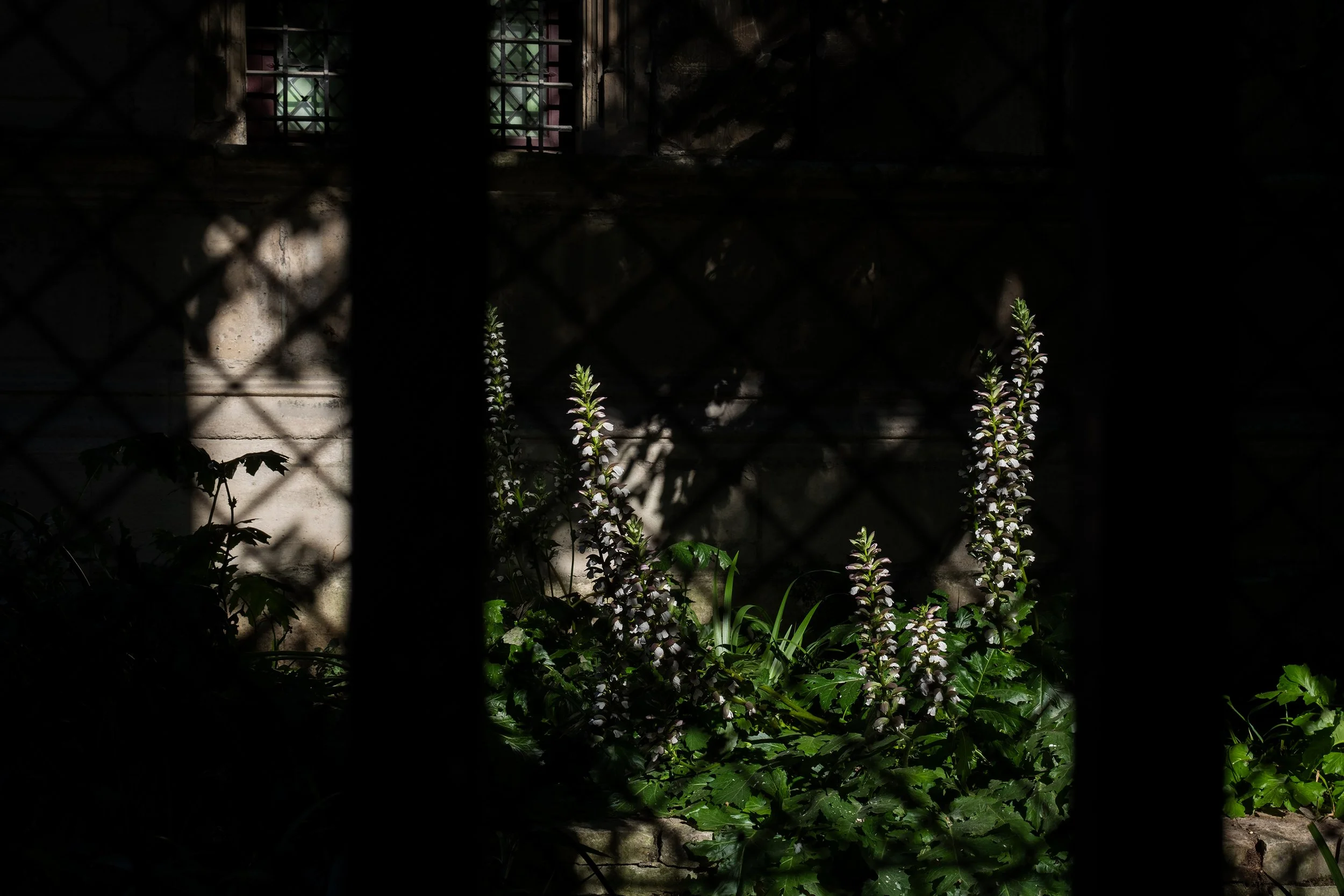 Sunlight shining through a small, barred window onto plants and flowers growing at the base of a concrete wall, with a dark metal fence in the foreground.
