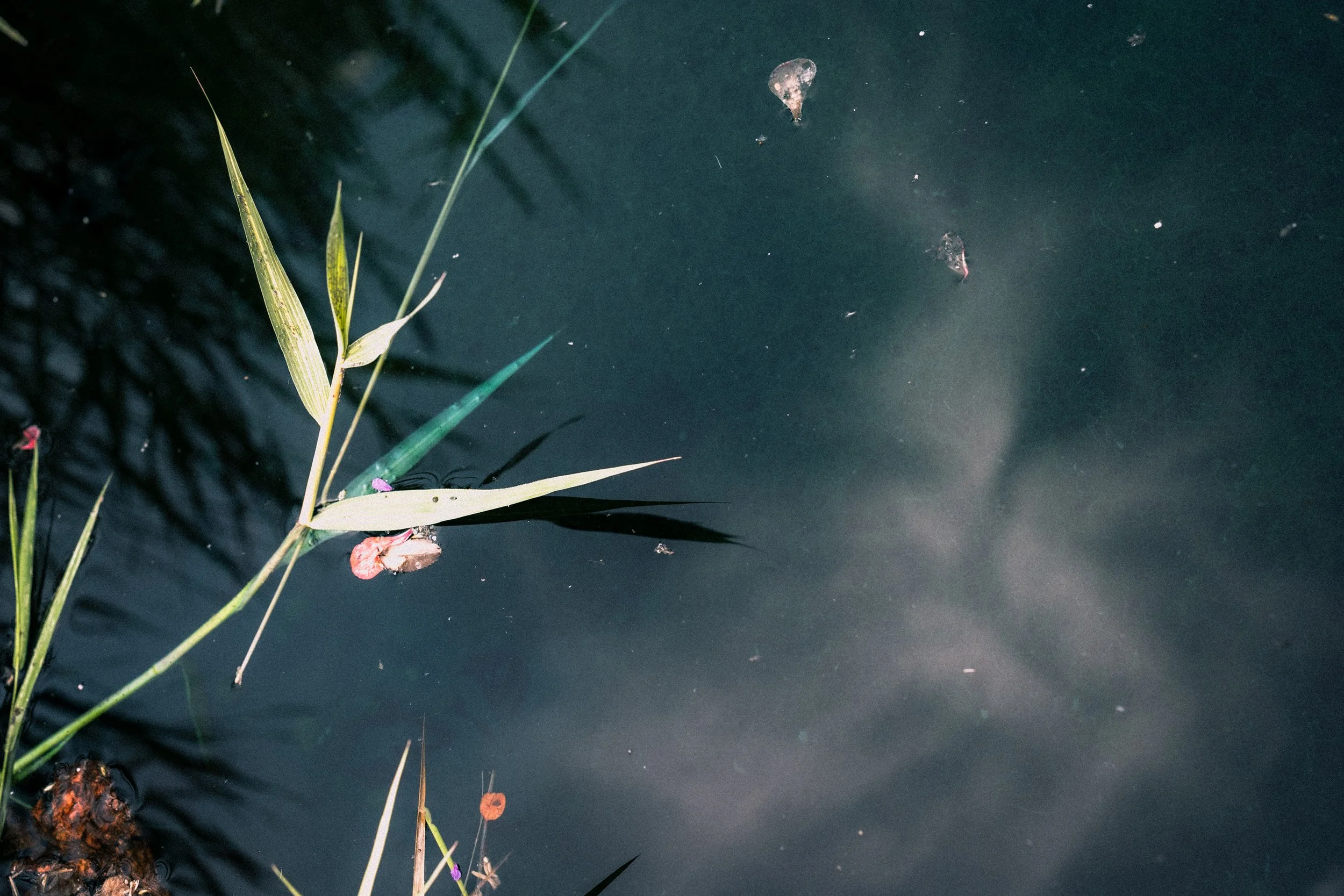 A close-up of a pond with some aquatic plants and floating flower leaves on the dark water surface.