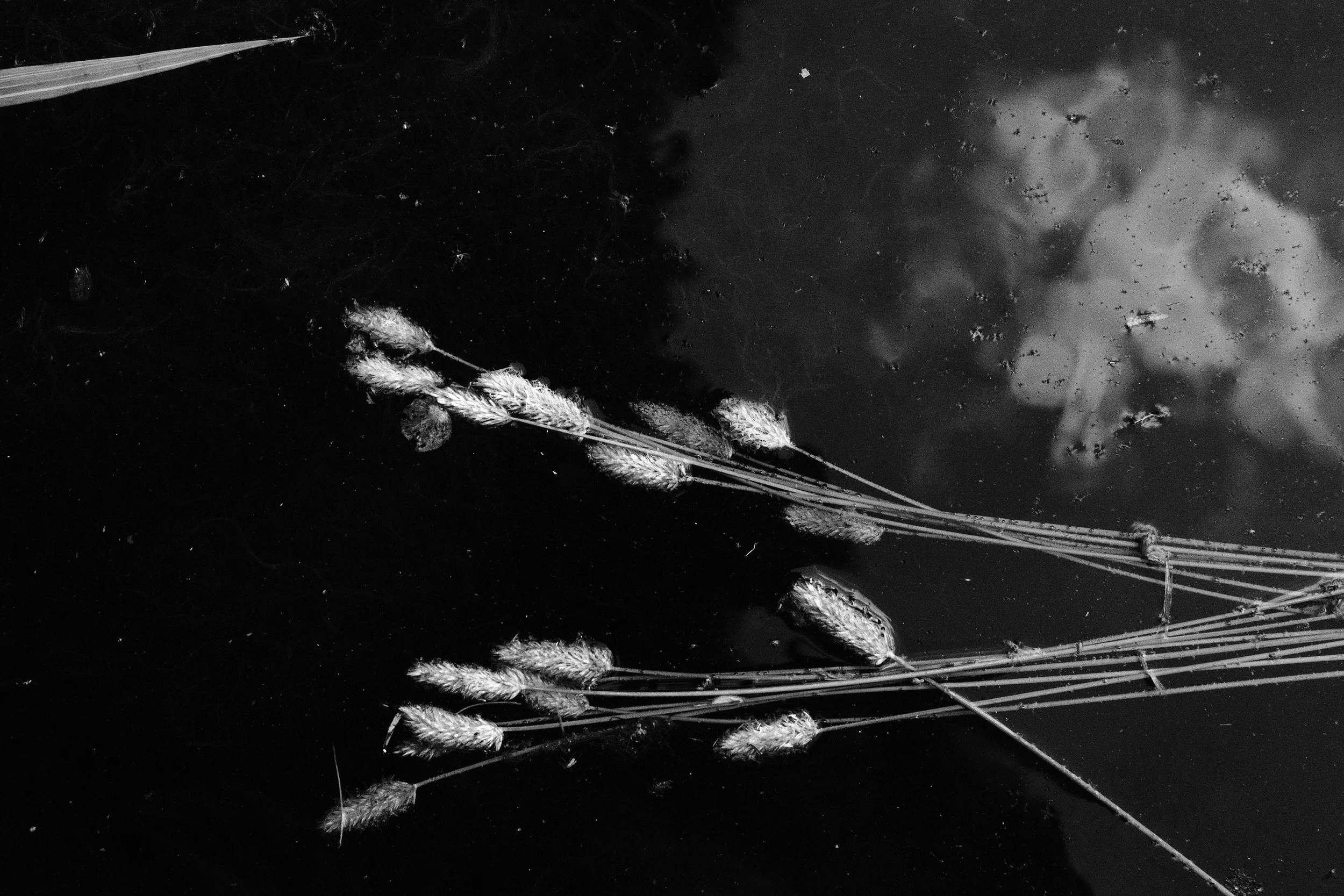 Cattail leaves floating on water, with clouds reflecting on the water surface.
