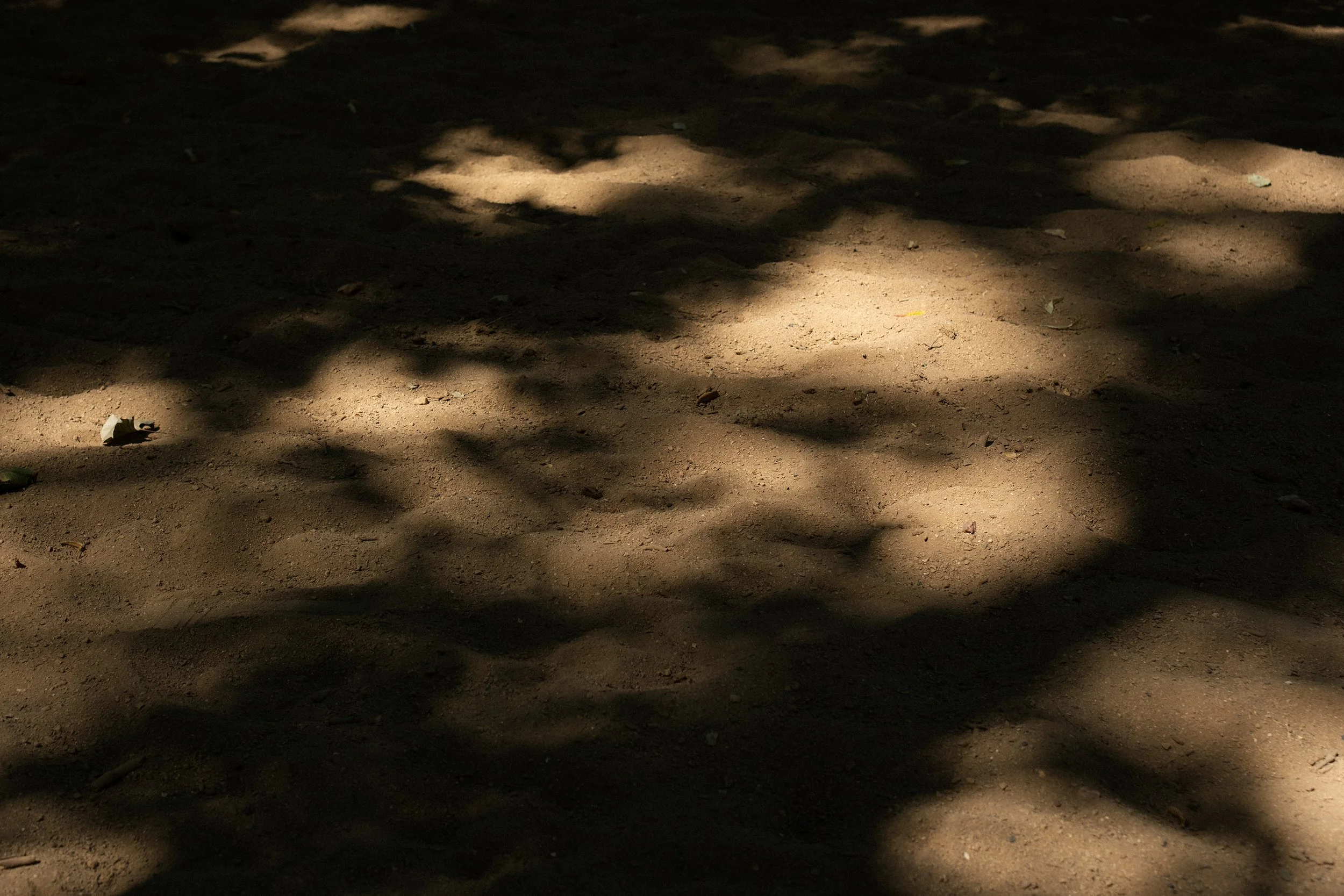 Shadow of tree branches and leaves on sandy ground. 