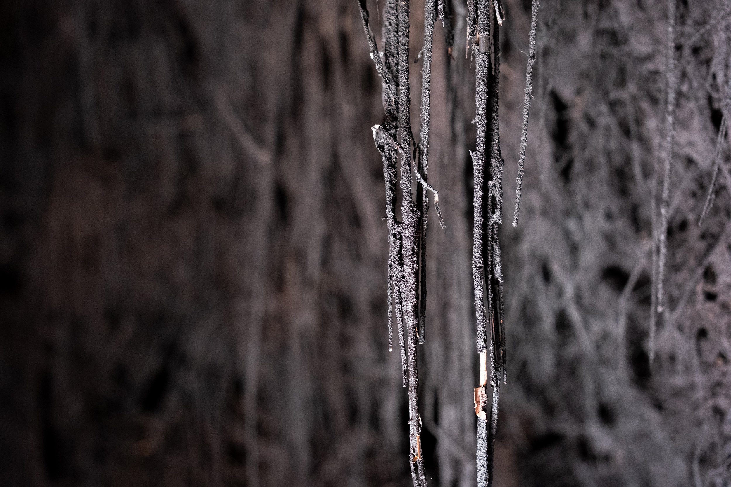 Close-up of thin, dark tree branches, set against a blurred, dark background.