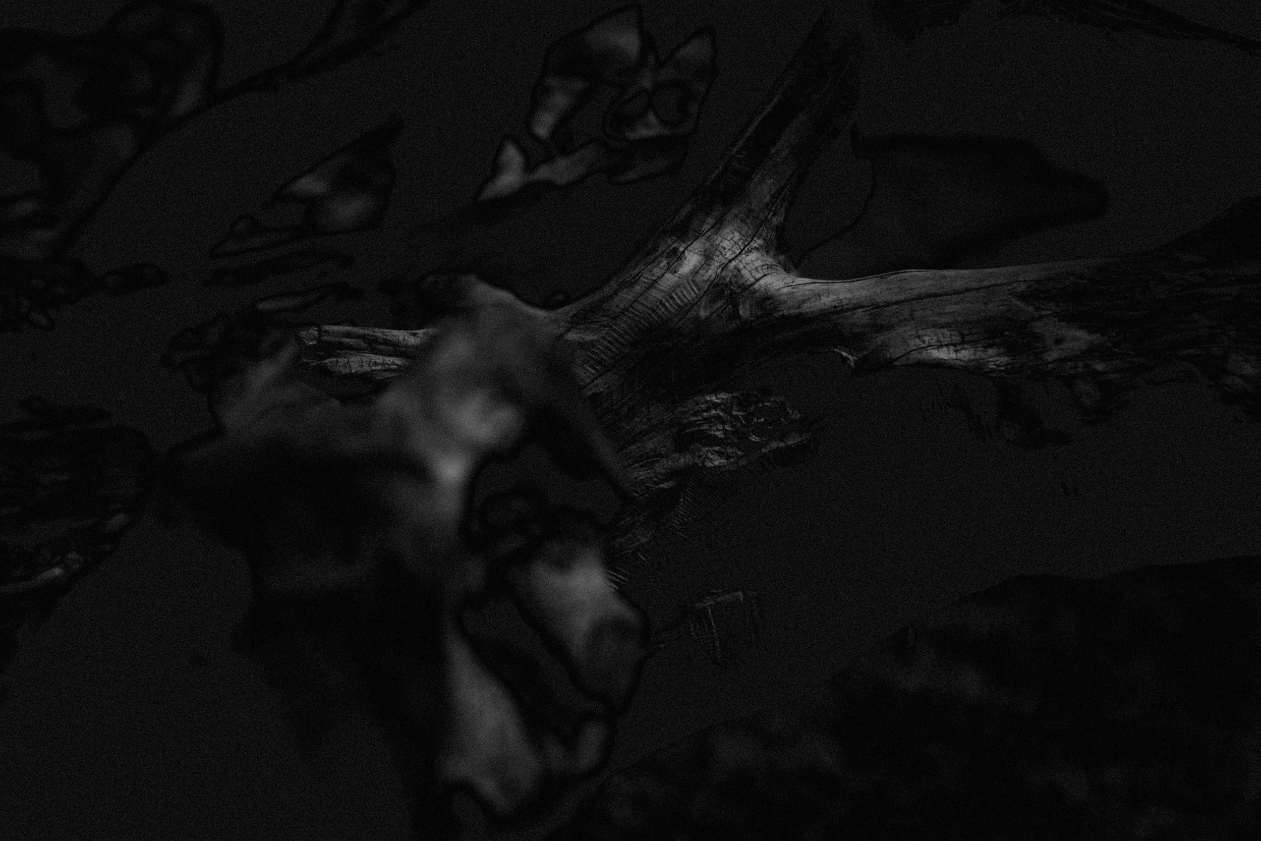 A dark, black-and-white photograph of a dinosaur skeleton fossil displayed in a museum.