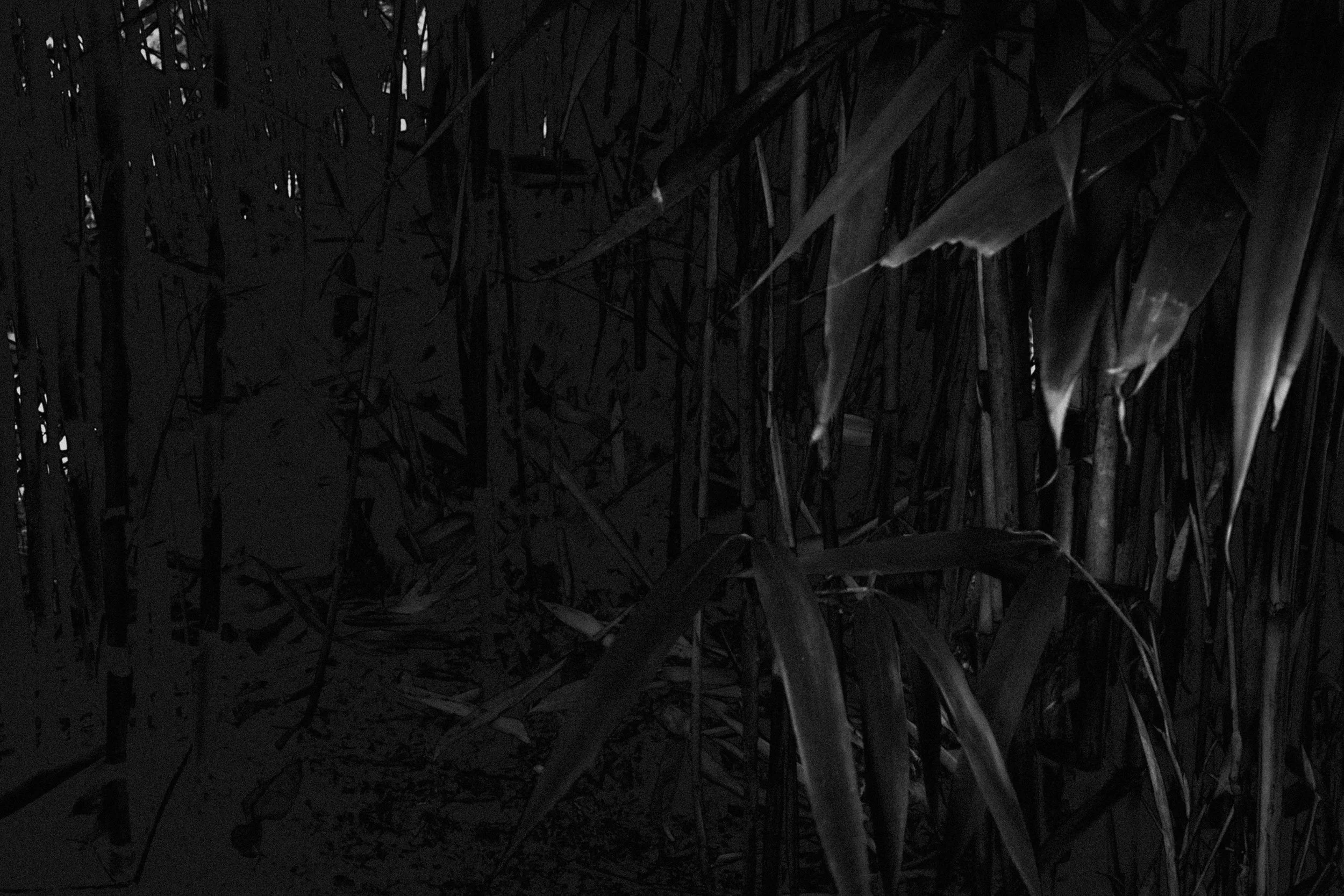 Dark abstract shot of bamboo with a dark, shadowy background.