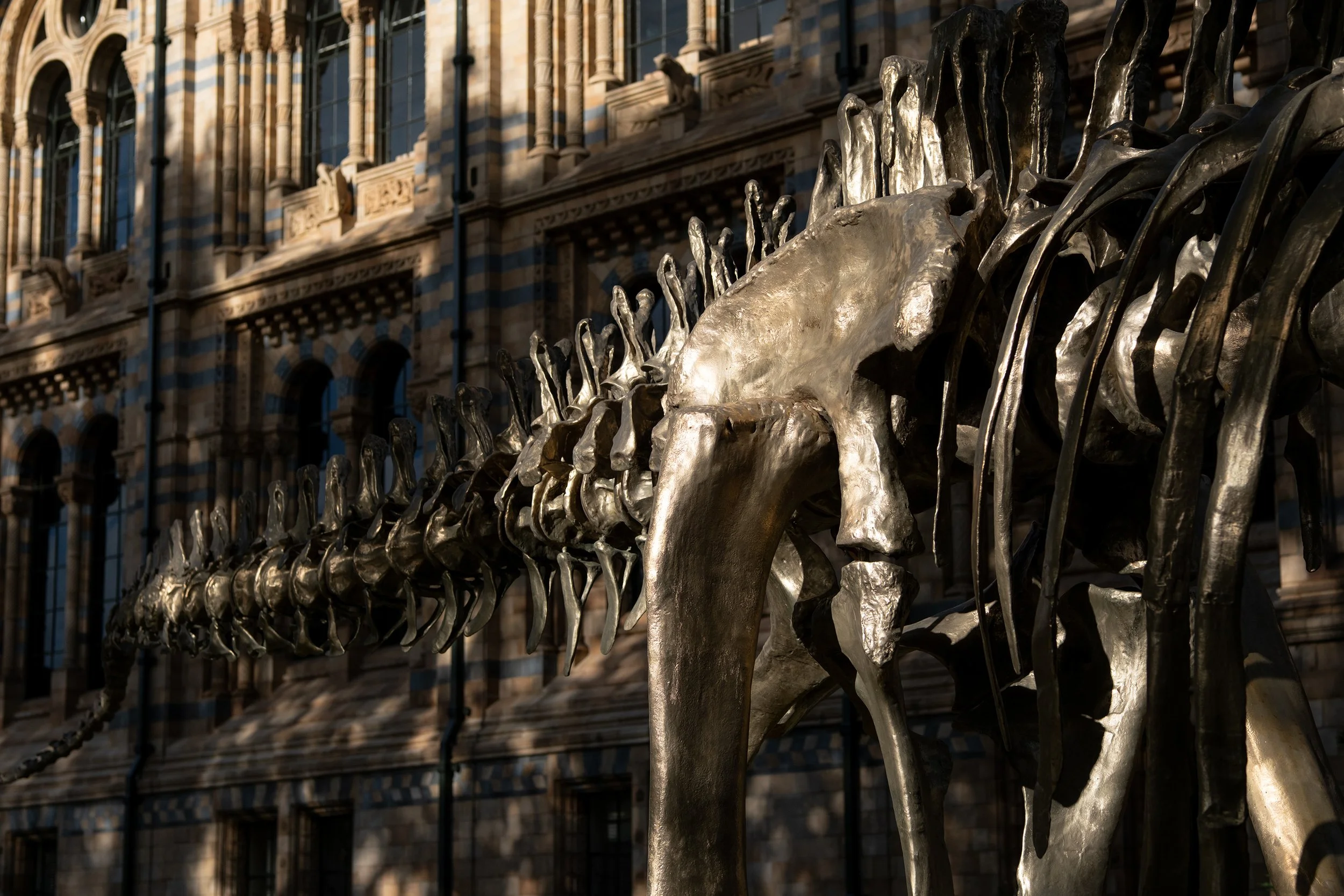 Close-up of a metallic sculpture of a dinosaur skeletons, with the Natural History Museum in the background.