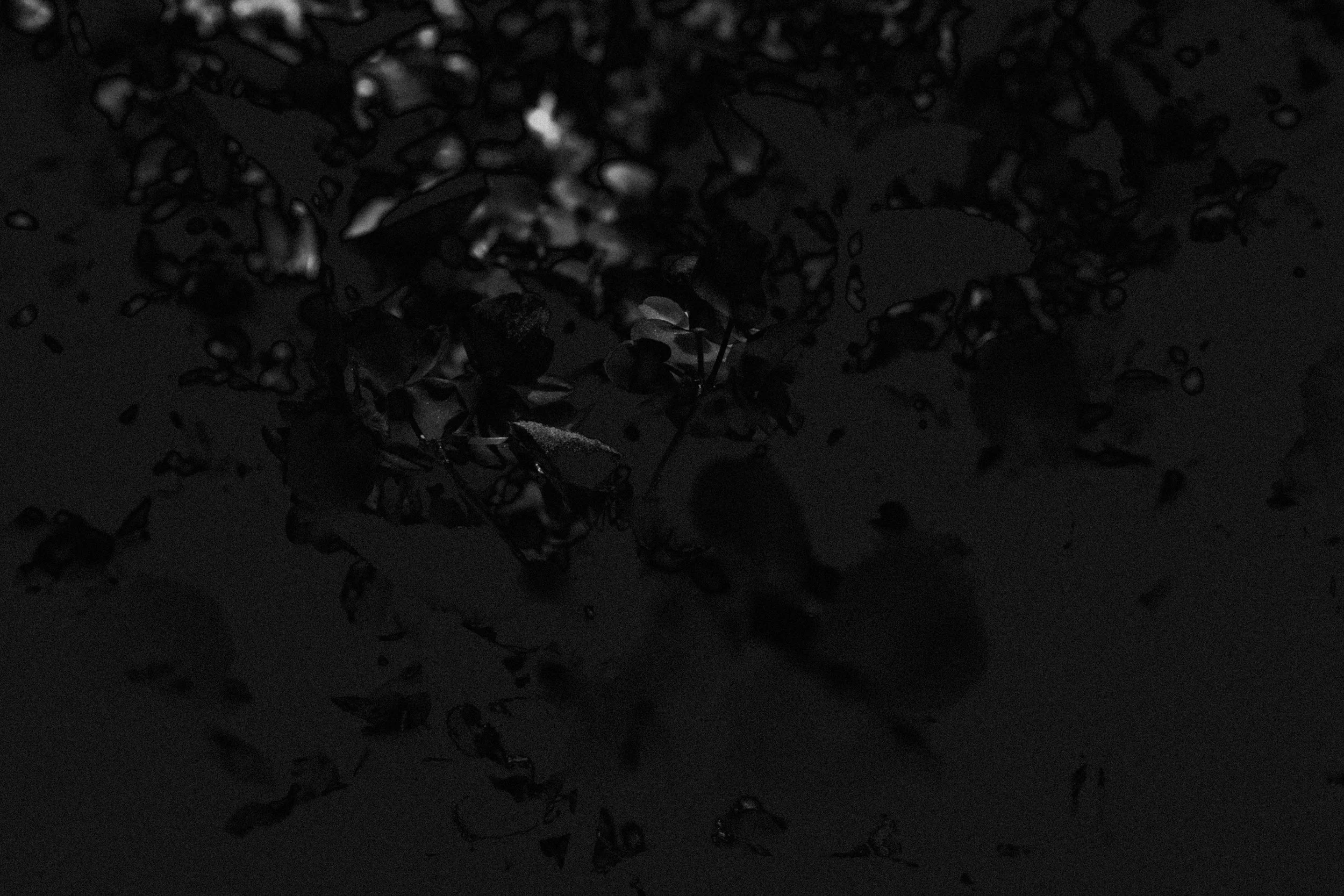 Dark abstract shot of a bush with some light shining through the branches and leaves.