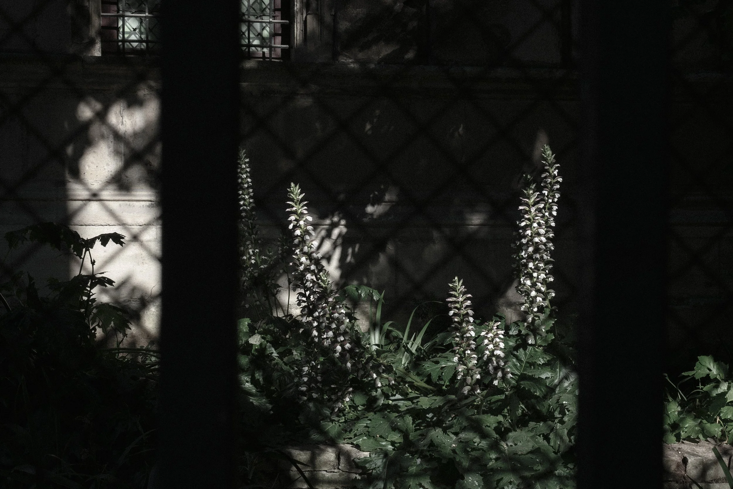 Scene with plants illuminated by a sun light, a chain-link fence in the foreground, and a weathered building wall with windows in the background.