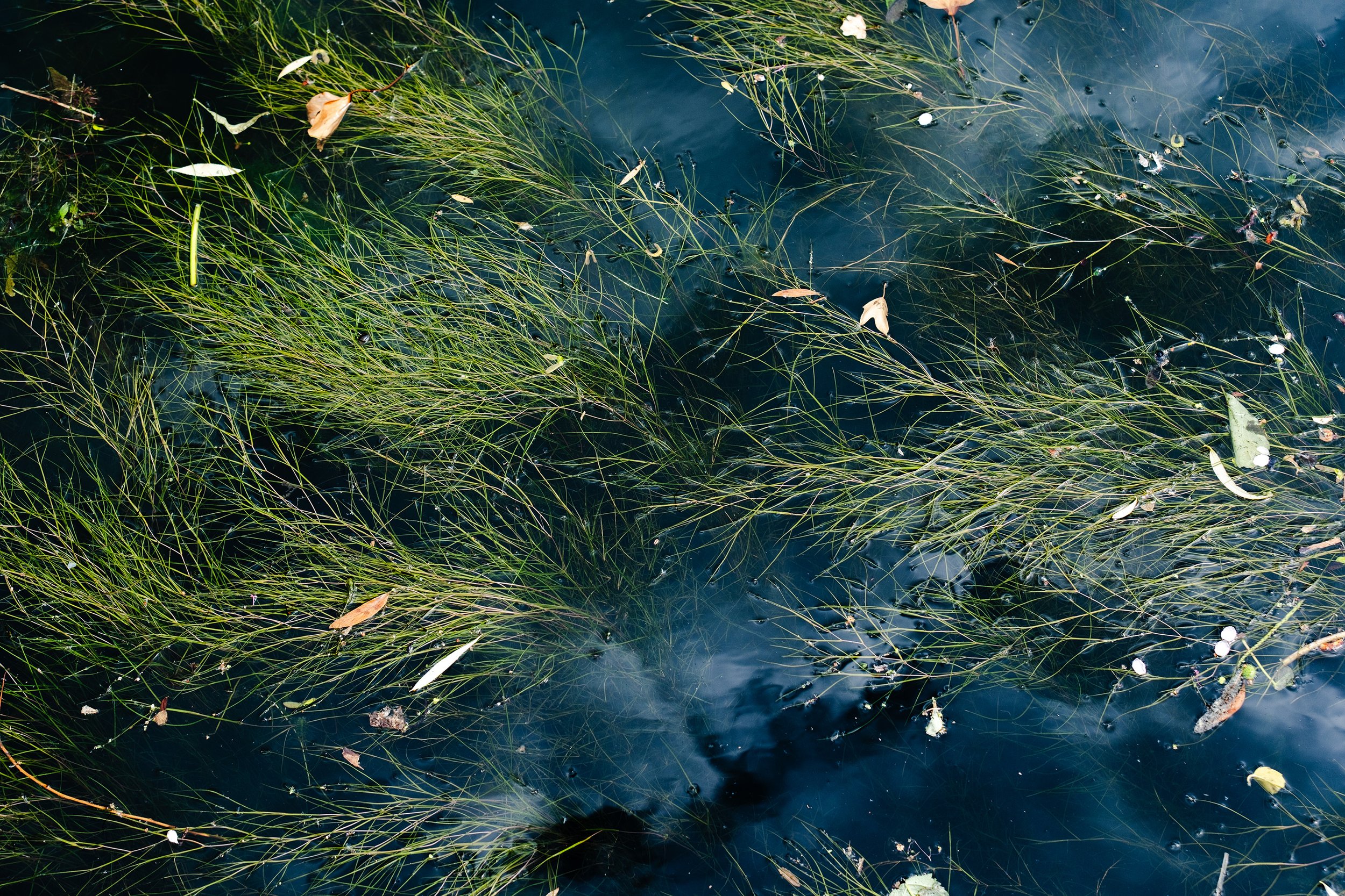 Water surface with seagrass and a few leaves floating on the surface. Reflections of clouds fill the space between the plants. 