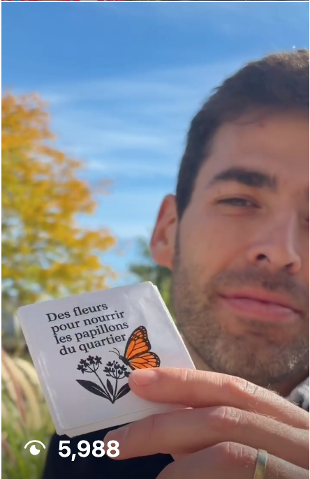 Semences d'asclépiades