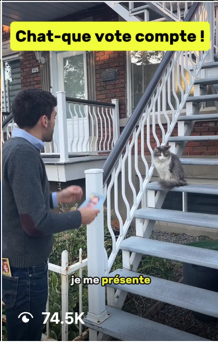 Chat-que vote compte!