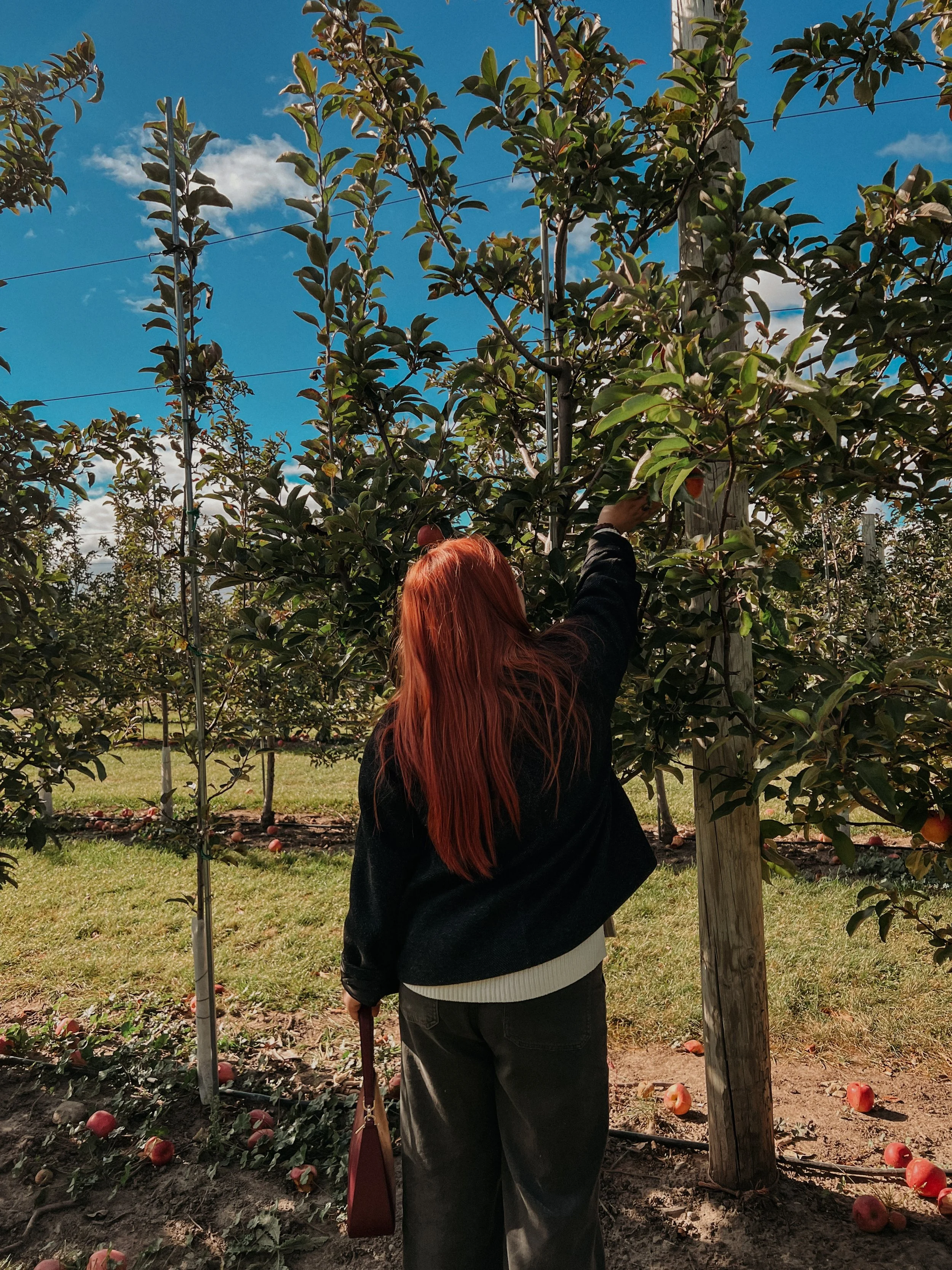 A woman with red hair reaching up to pick apples from a tree in an orchard under a bright blue sky with some clouds.