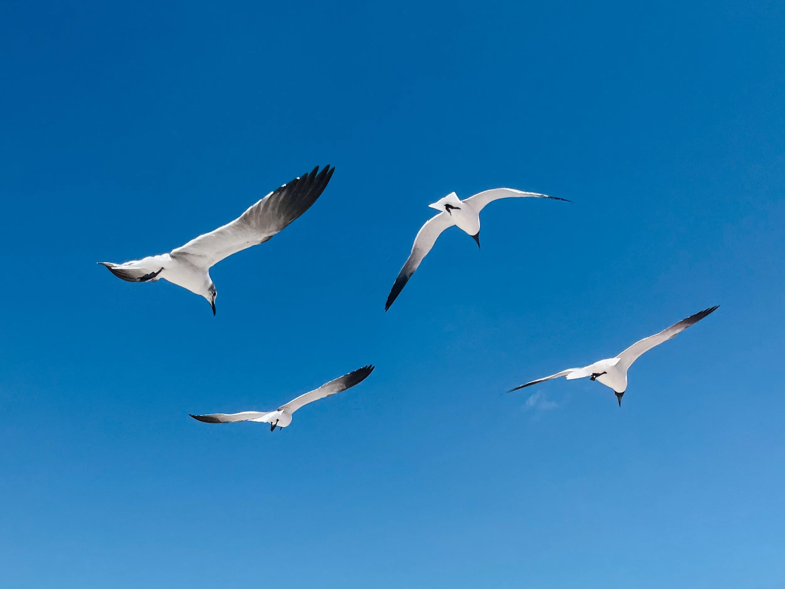 Four seagulls flying in a clear blue sky.