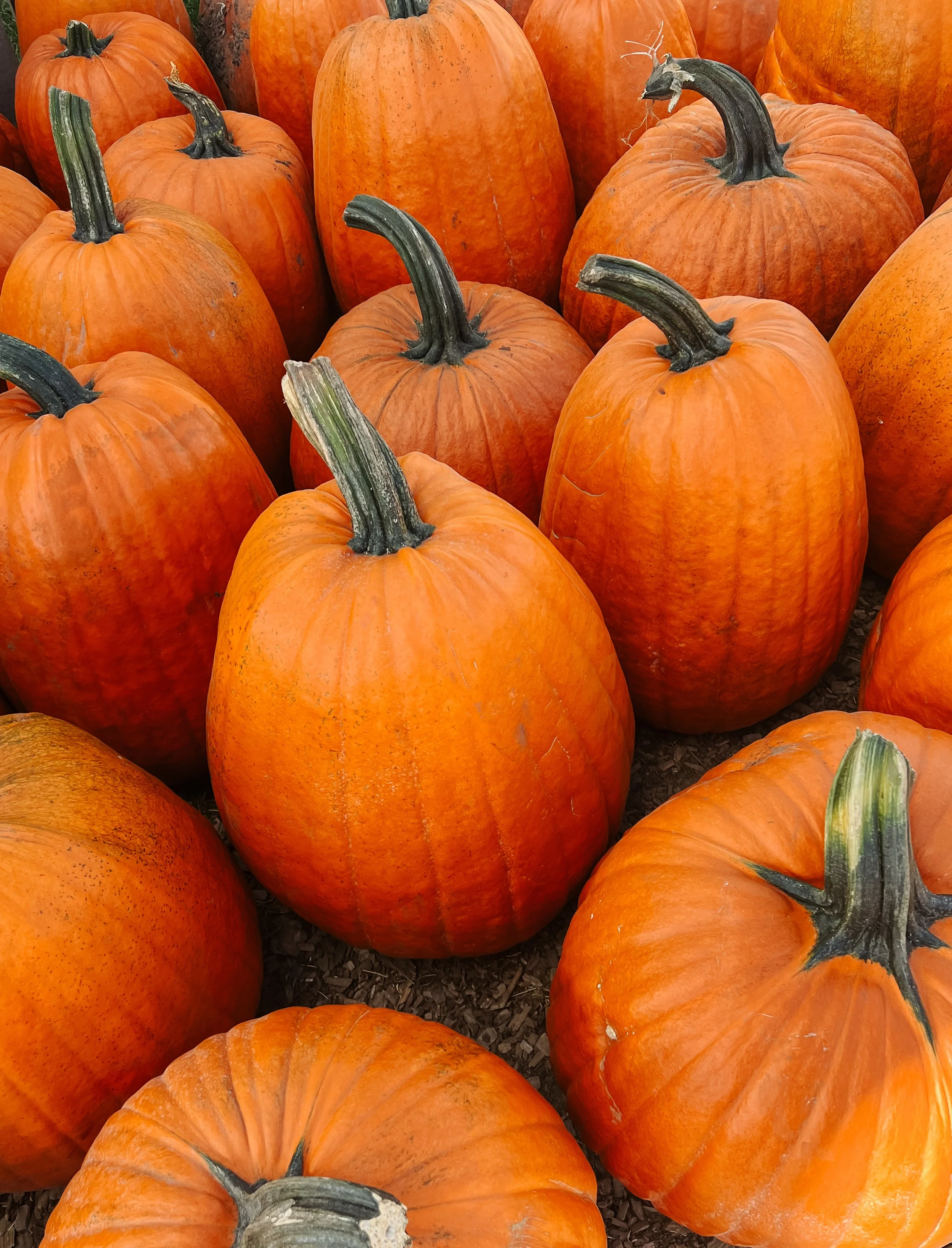 Group of orange pumpkins with green and gray stems.