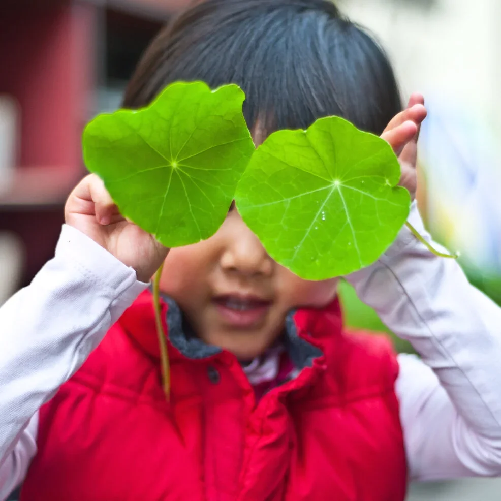 Child in a red vest holds large green leaves up to their eyes, playfully covering their face.