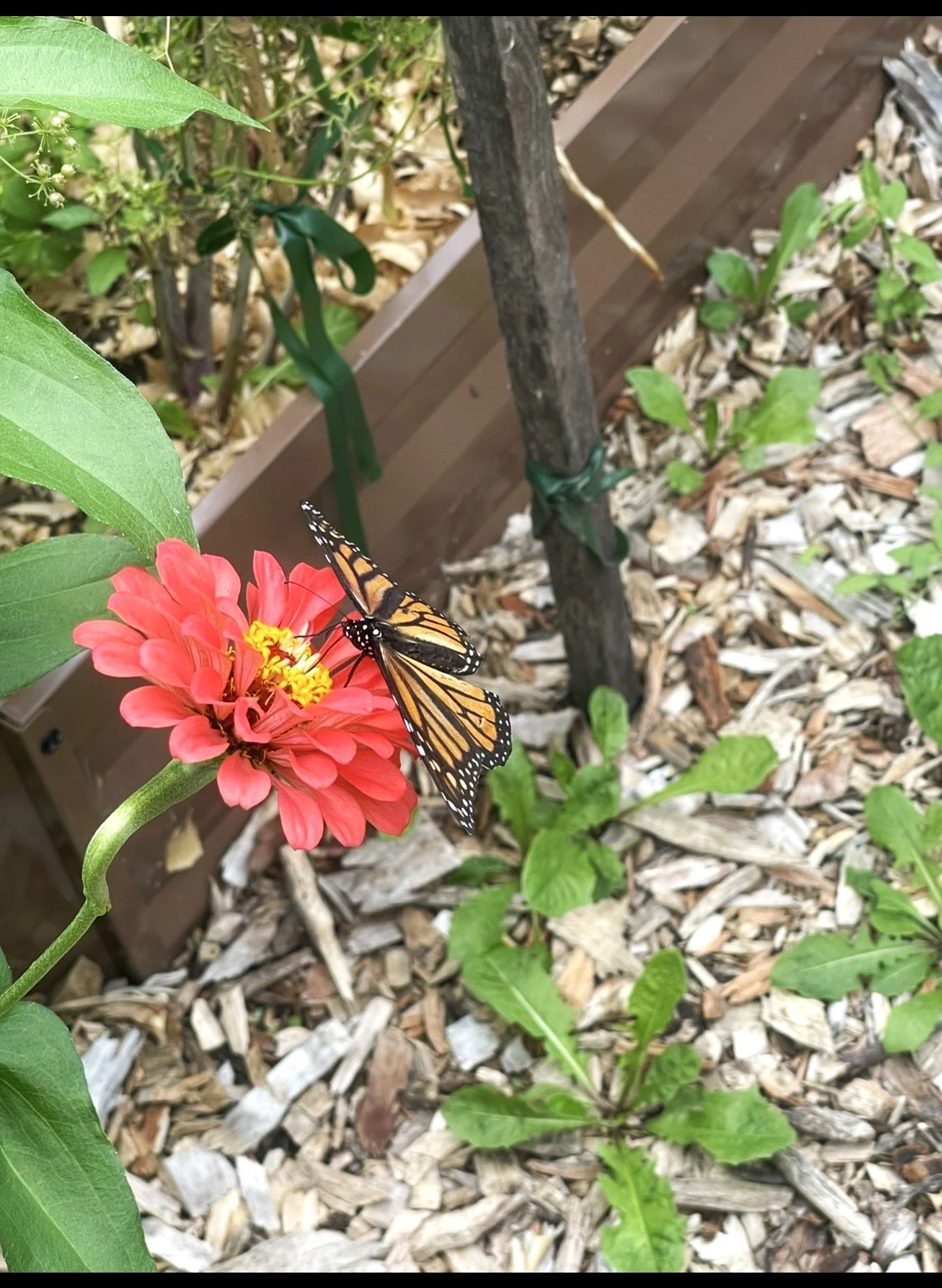 Garden Fun: Beauty and the Beasts