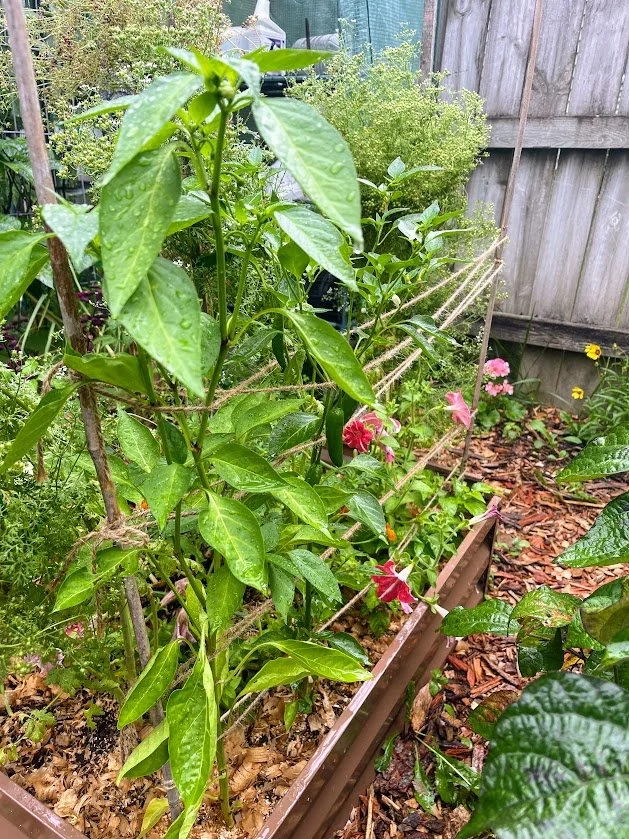 July in the Garden: Updates from Right Side Beds 2 & 3