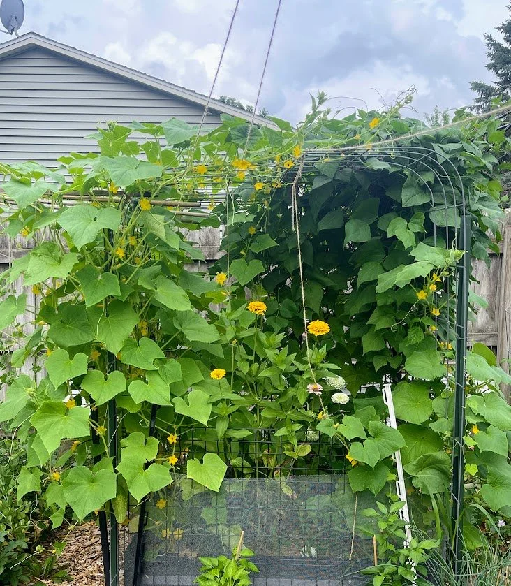 Right Side Bed 4: Taming the Bean Jungle — Purple & Rattlesnake Pole Beans