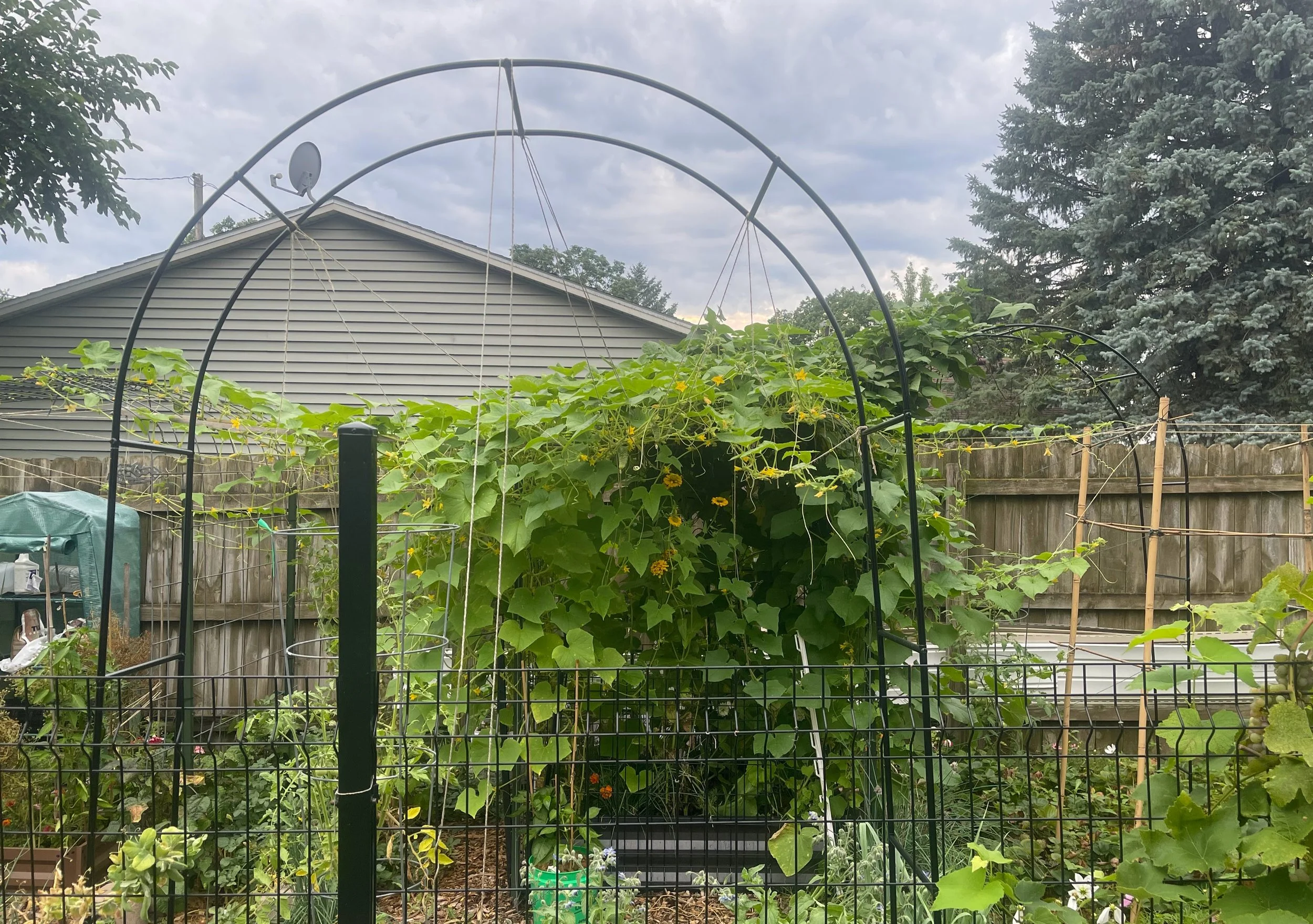 July in the Garden: Right Side Bed 4 — Cucumbers, Beans, and the Cattle Panel Trellis