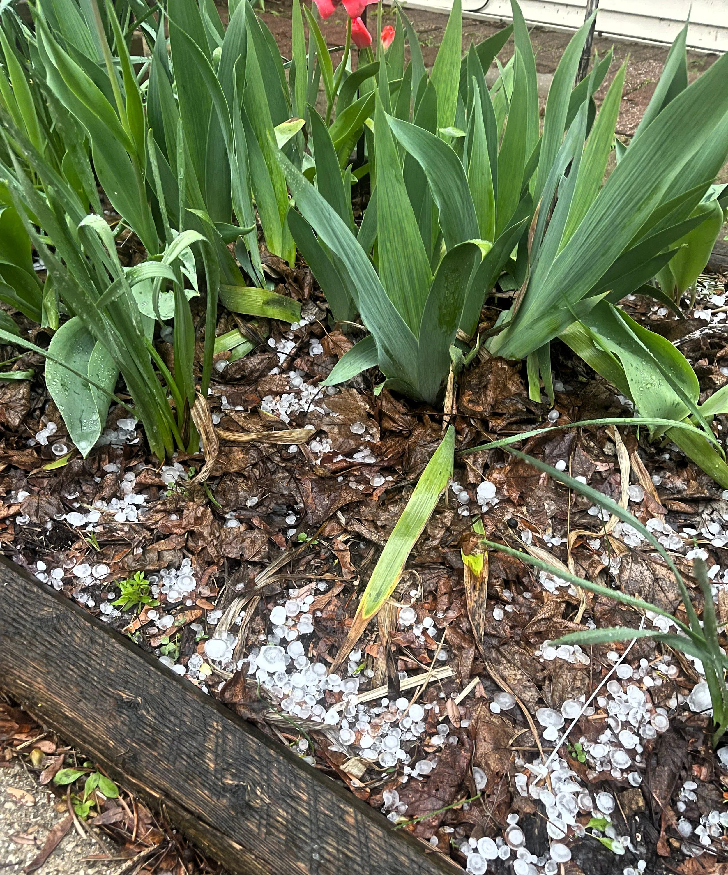 hail in the iris.jpg