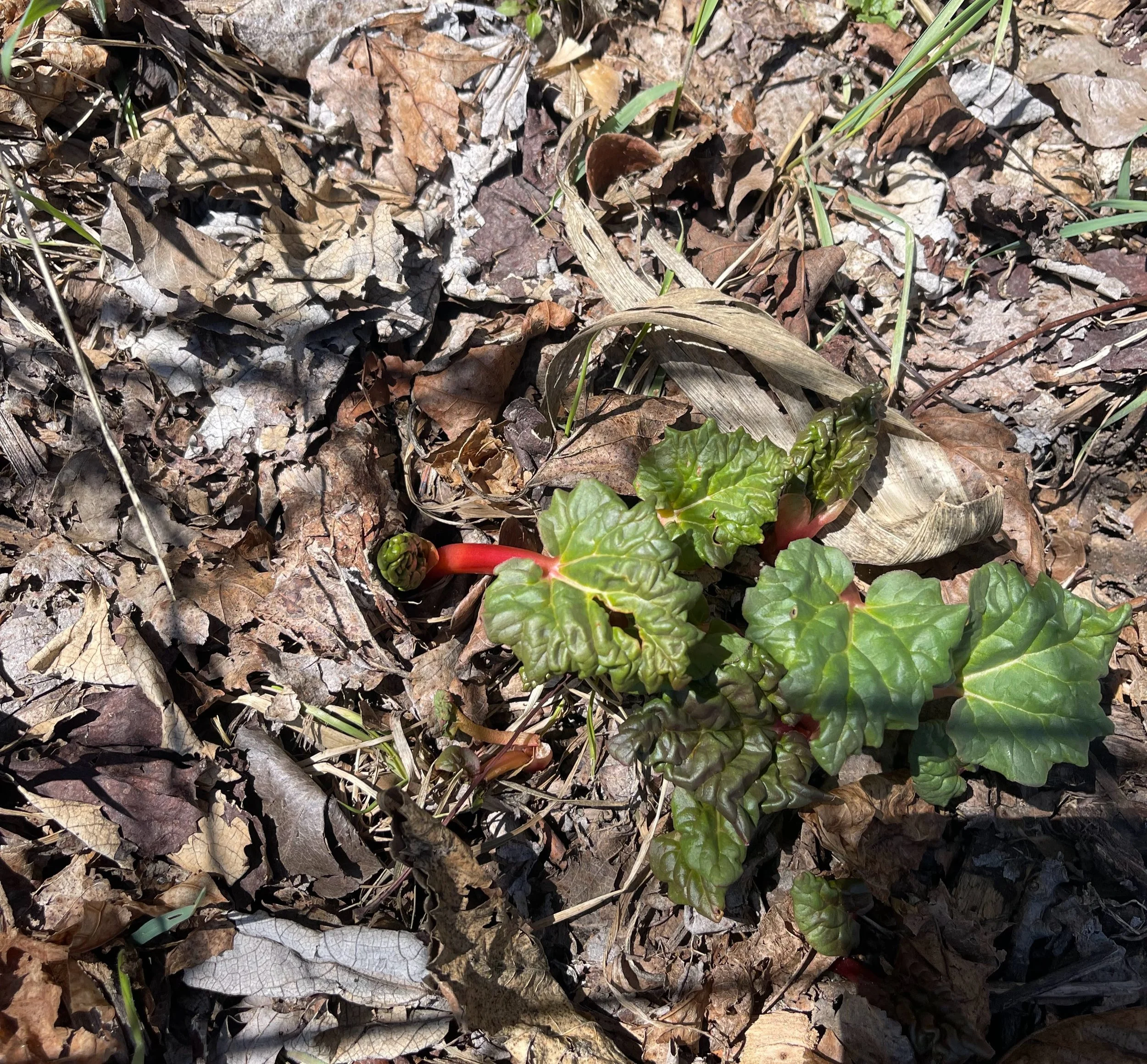 rhubarb.jpg
