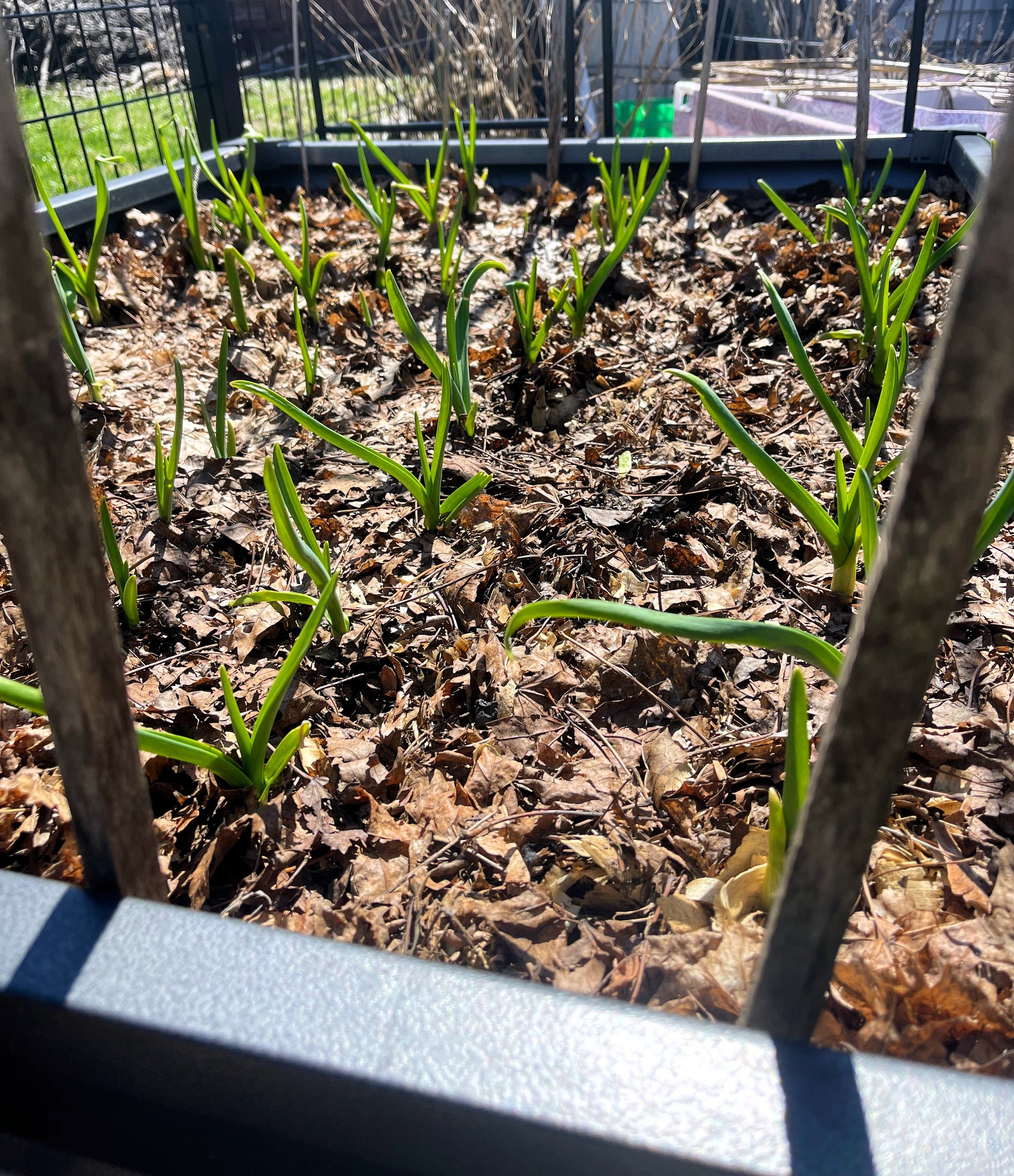 garlic 2026 emerging.jpg