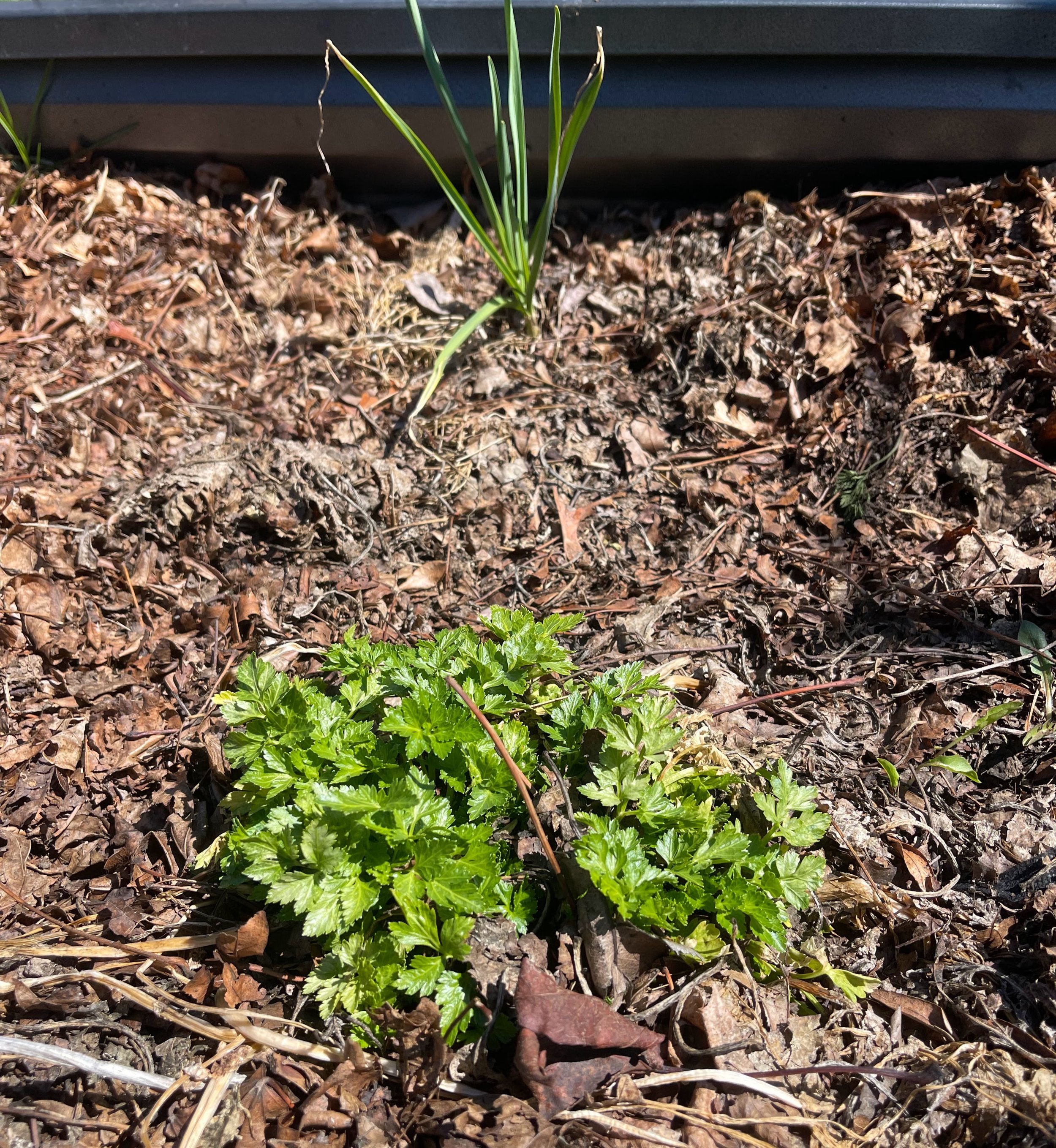 parsley winter survivor.jpg