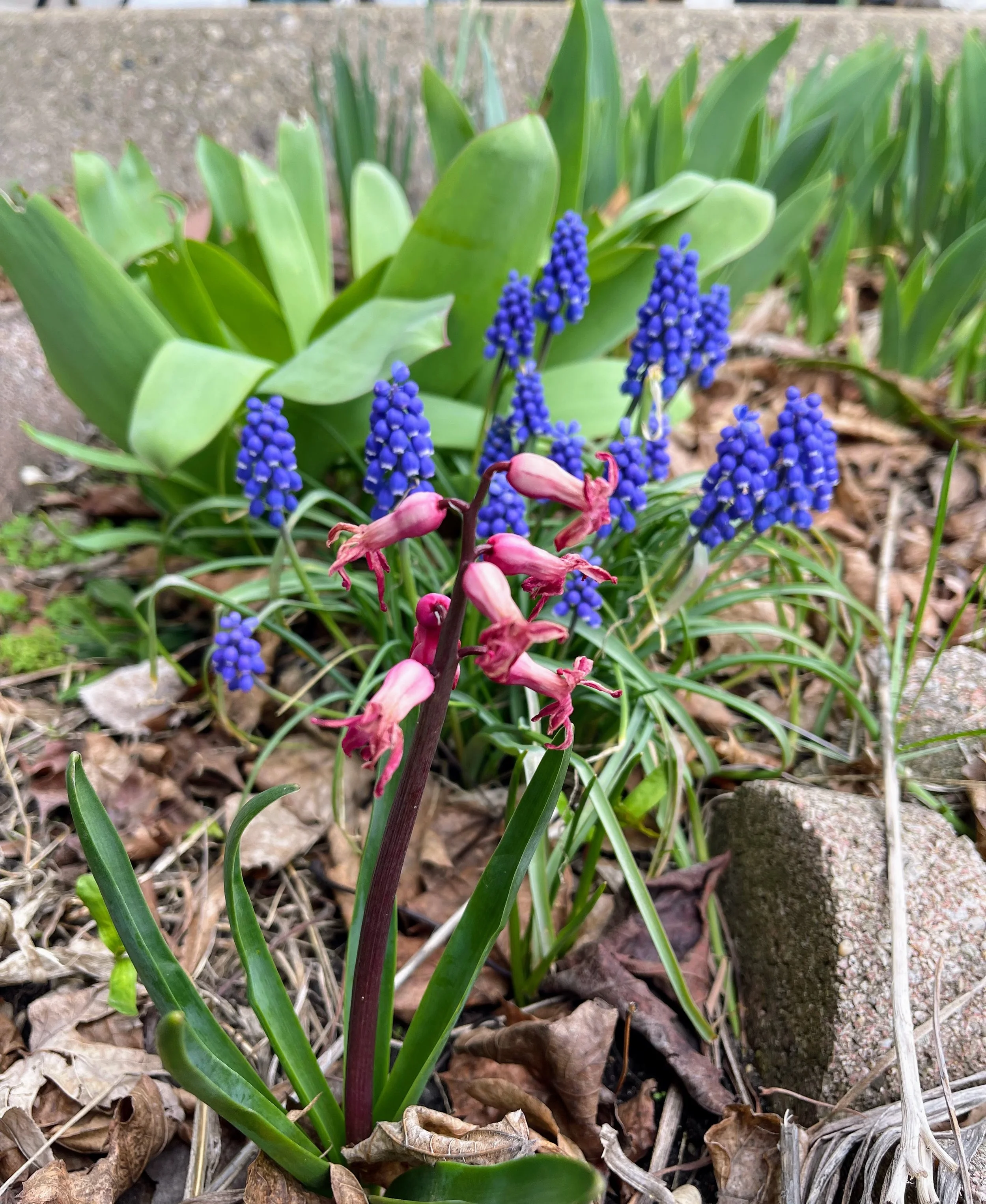 hyacinths.jpg