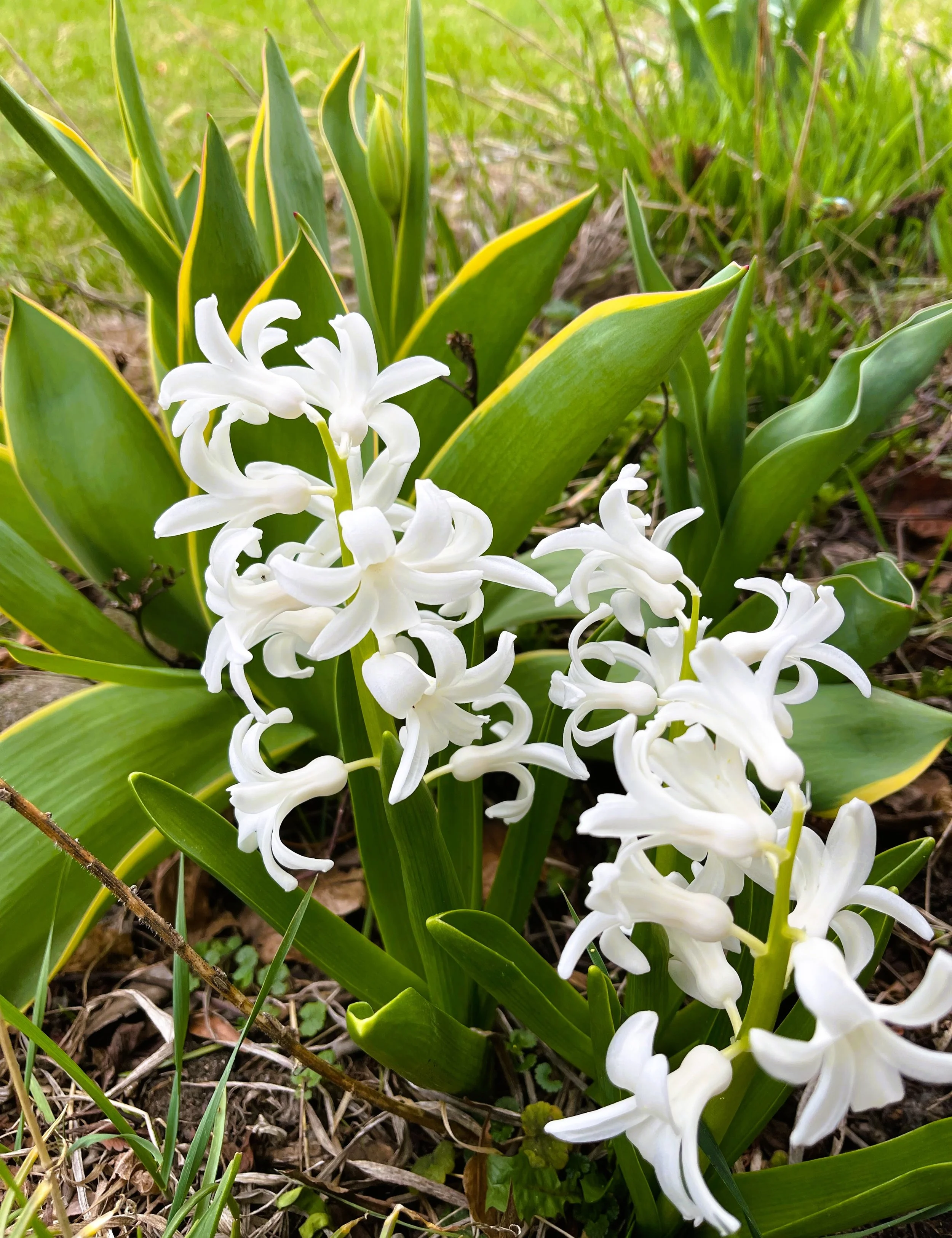 hyacinth, white.jpg