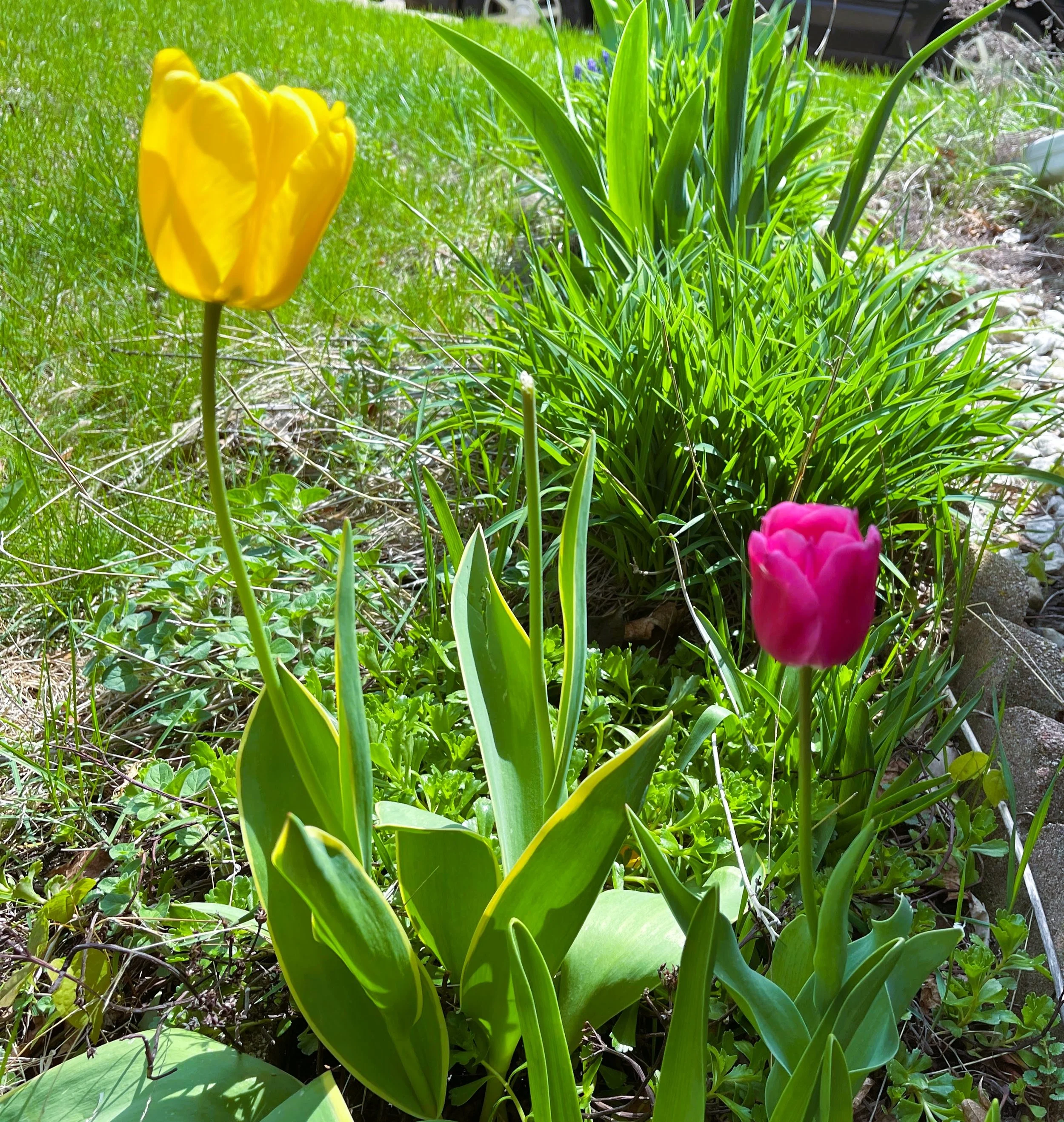 tulips.jpg