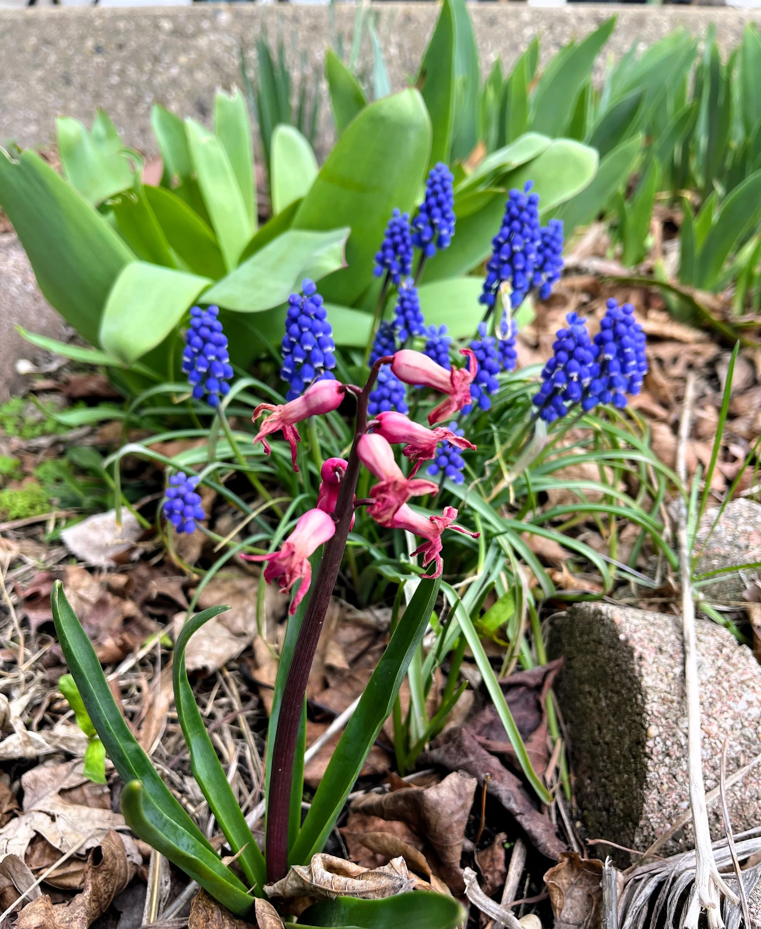 Of Frost and Foliage: Celebrating the Early Bloomers and the Resilience of Herbs