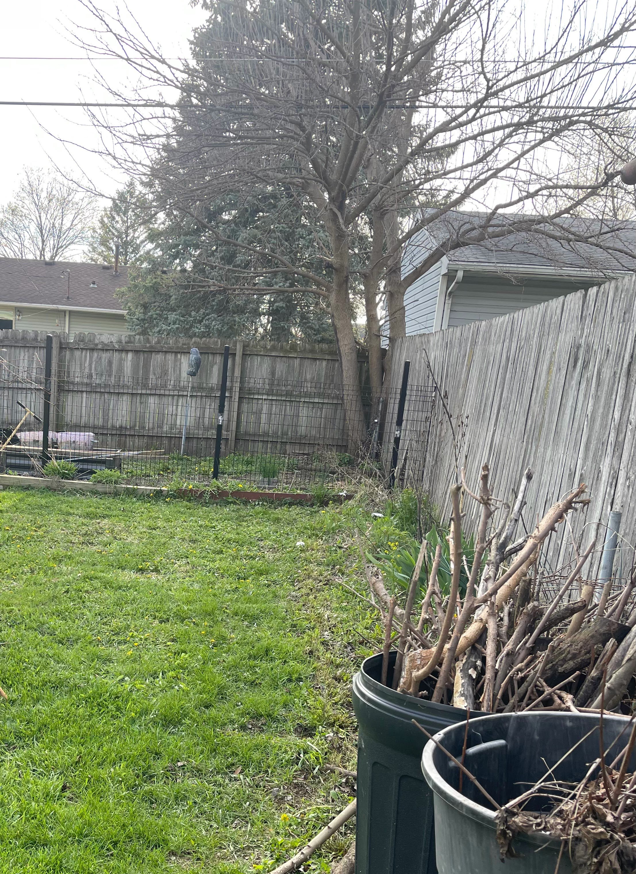 Tree removal.jpg