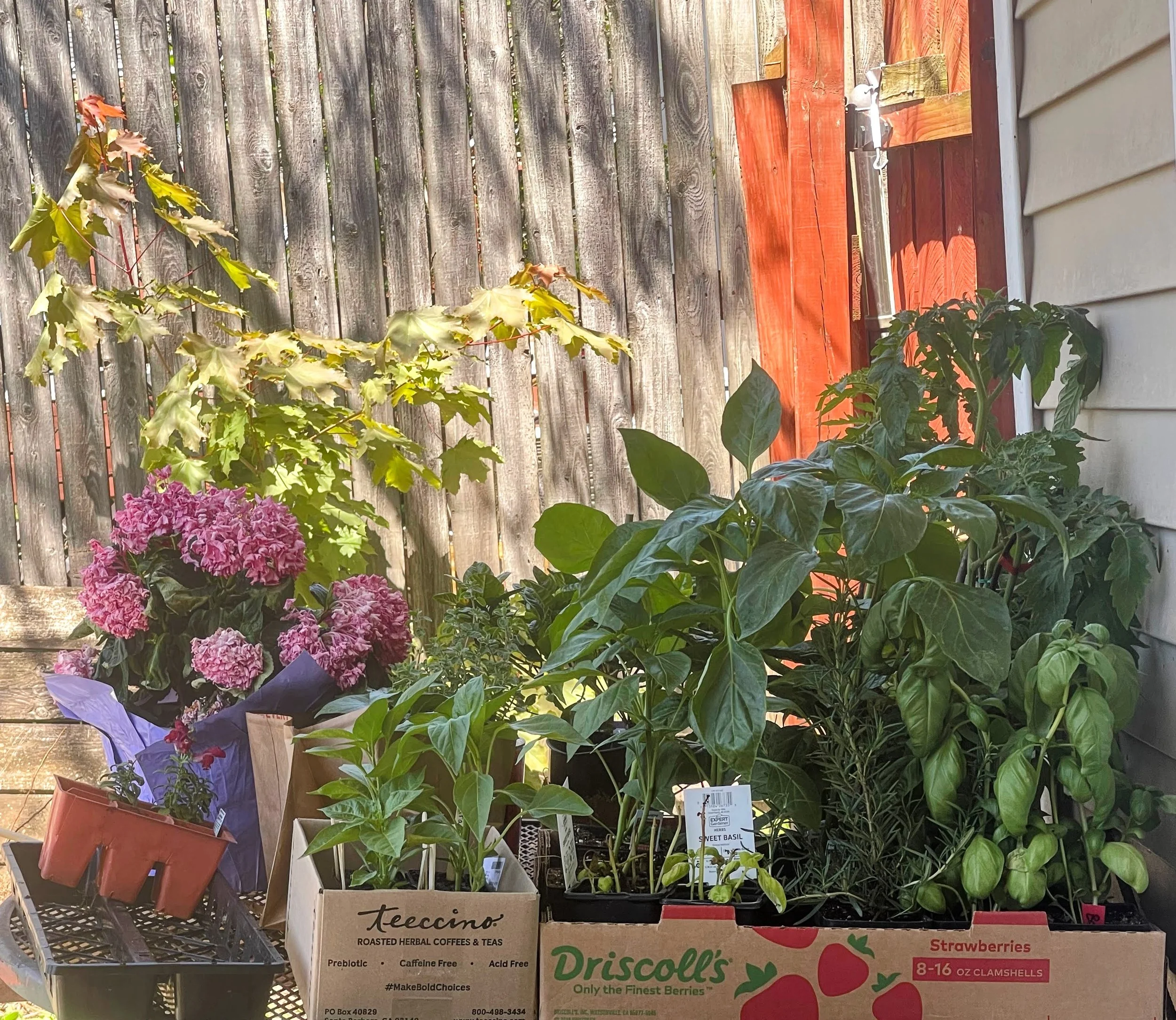 plant table.jpg
