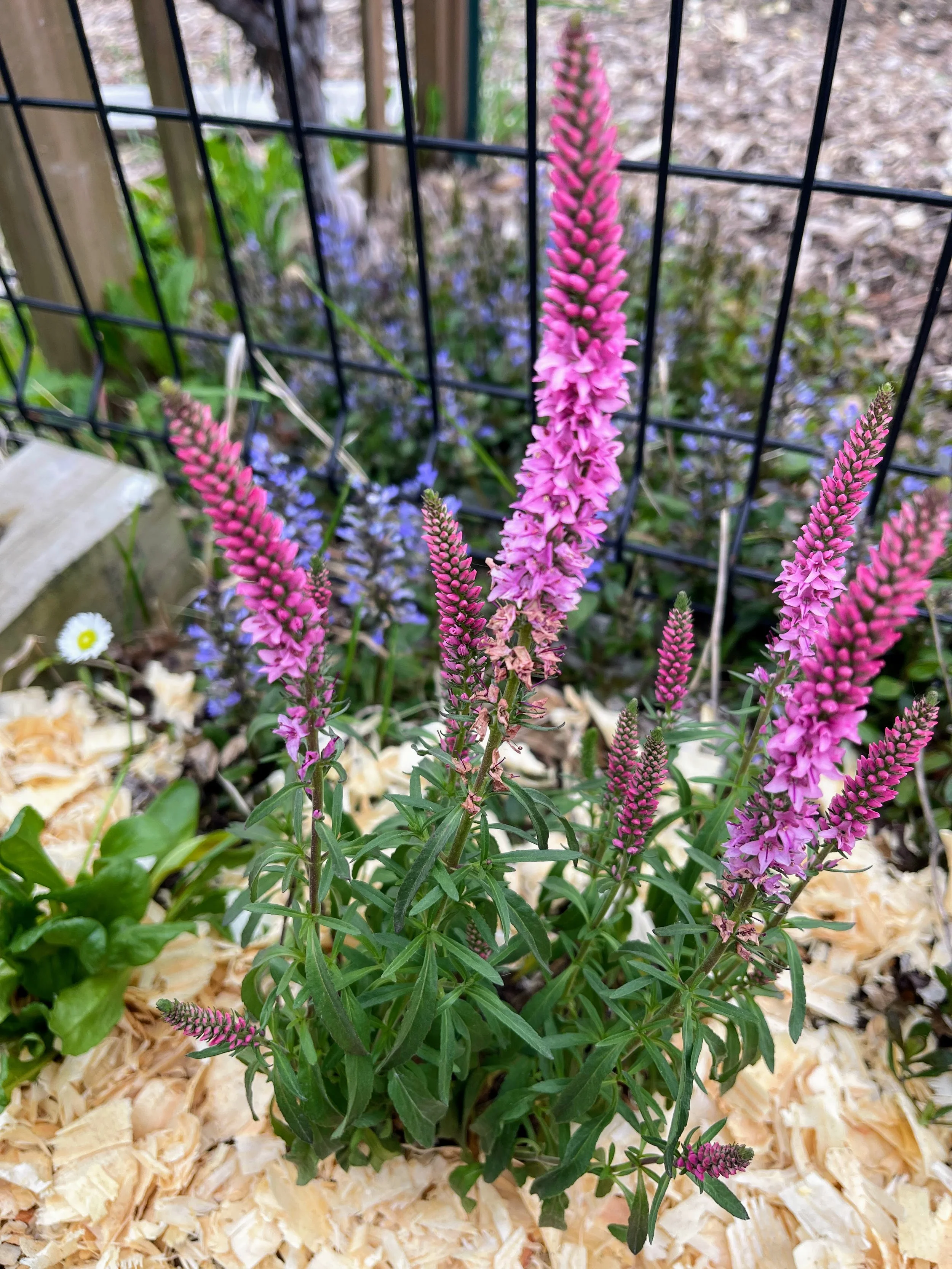 new flowers 2026.jpg