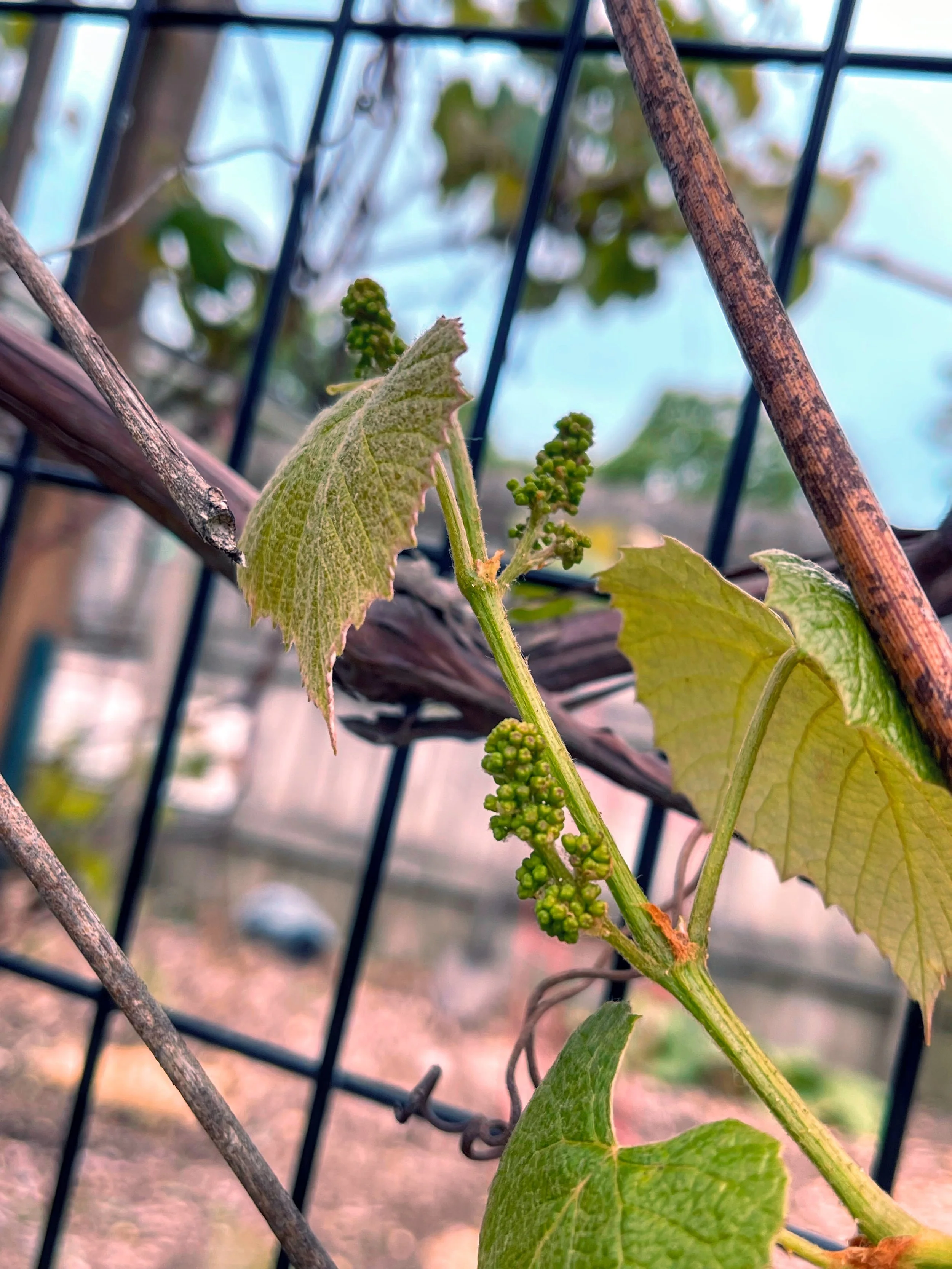 grapes 2026.jpg