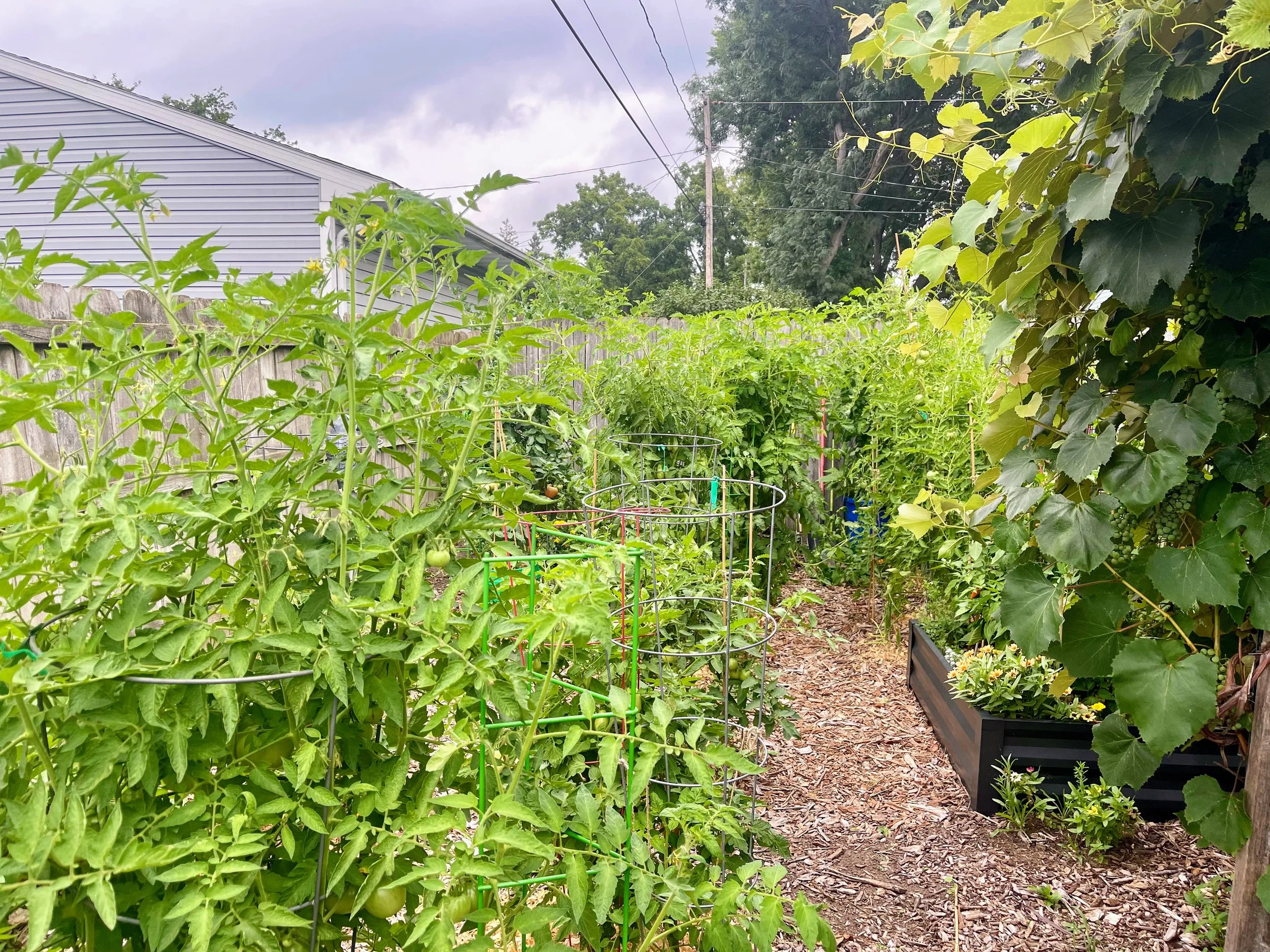 August 9 tomatoes.jpg