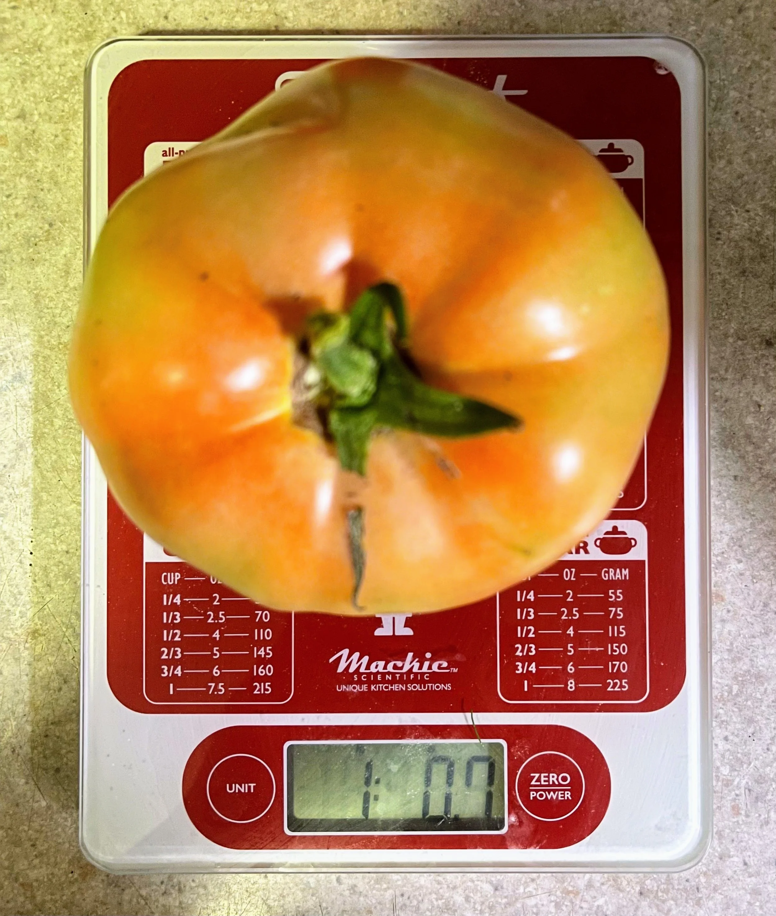Biggest tomato 2026.jpg