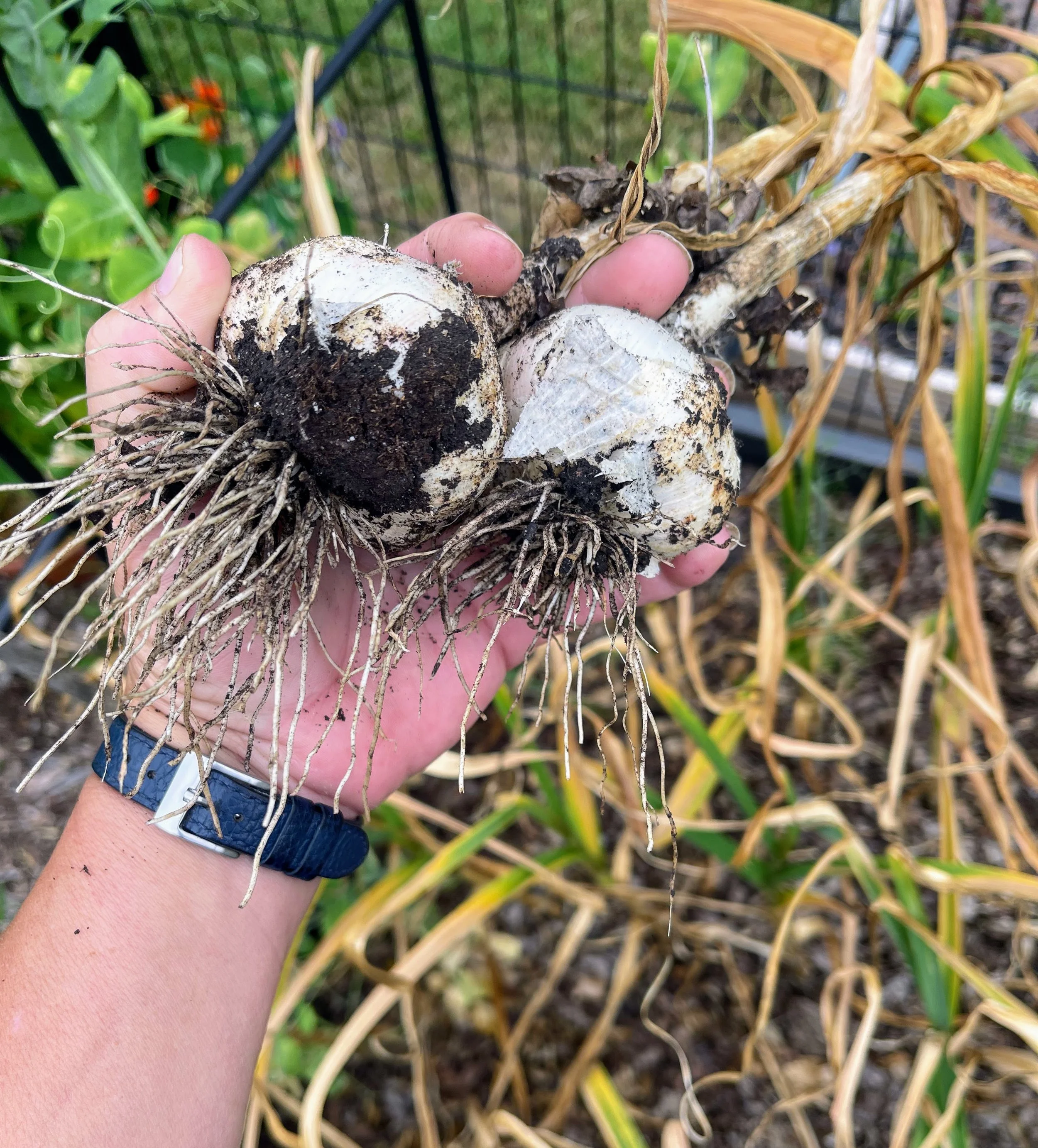 One Year in the Dirt: Blooms, Bounty, and Summer Surprises