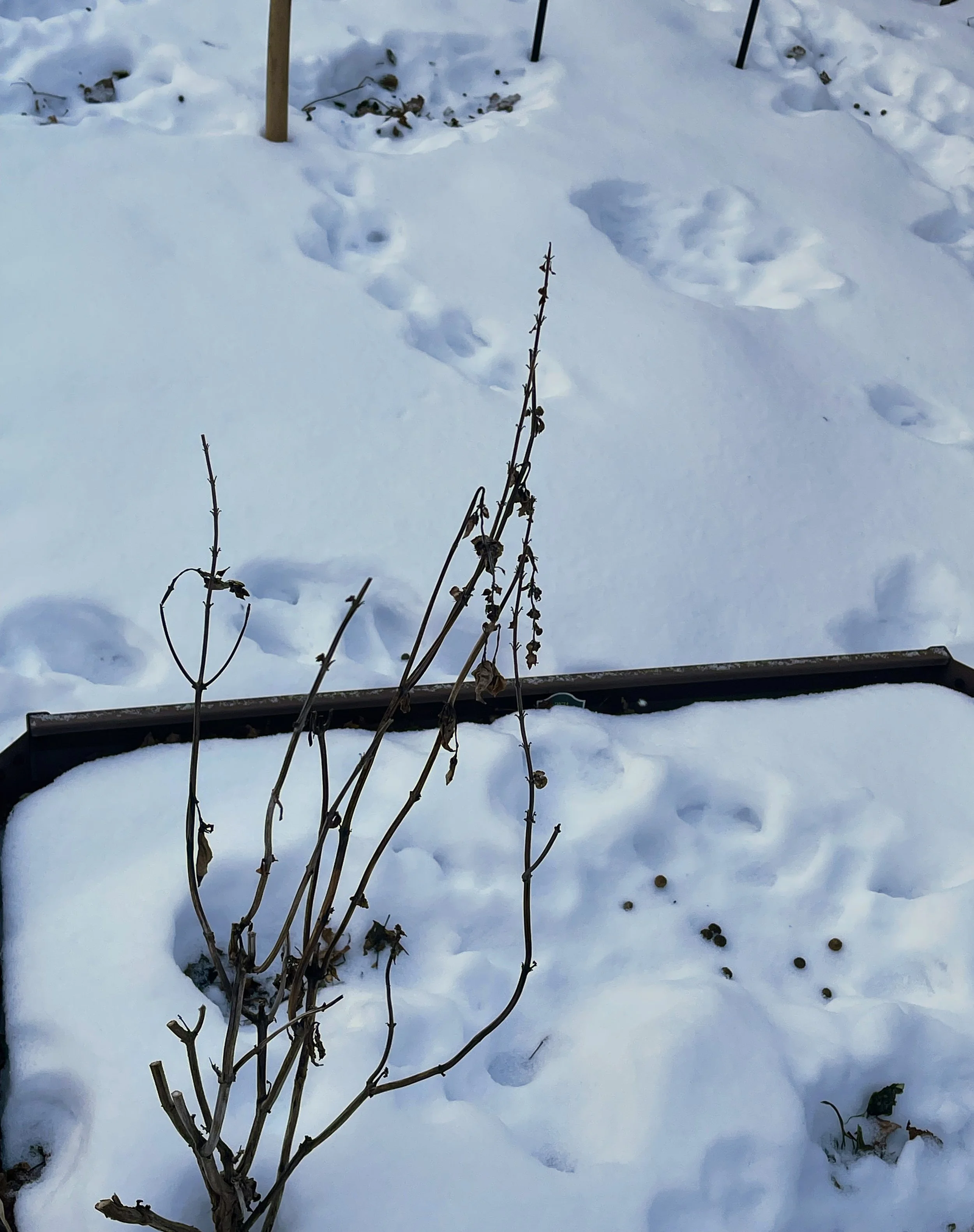 Winter Update: Garden Dreams &amp; Market Realities