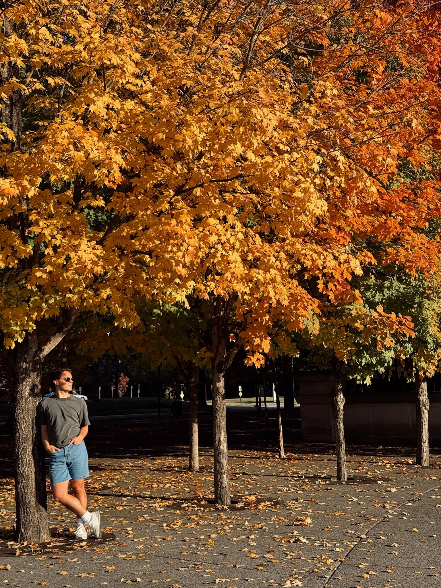 A person in sunglasses, a green t-shirt, and denim shorts standing beside a tree with orange and yellow autumn leaves on a sunny day. Fallen leaves are scattered on the ground.