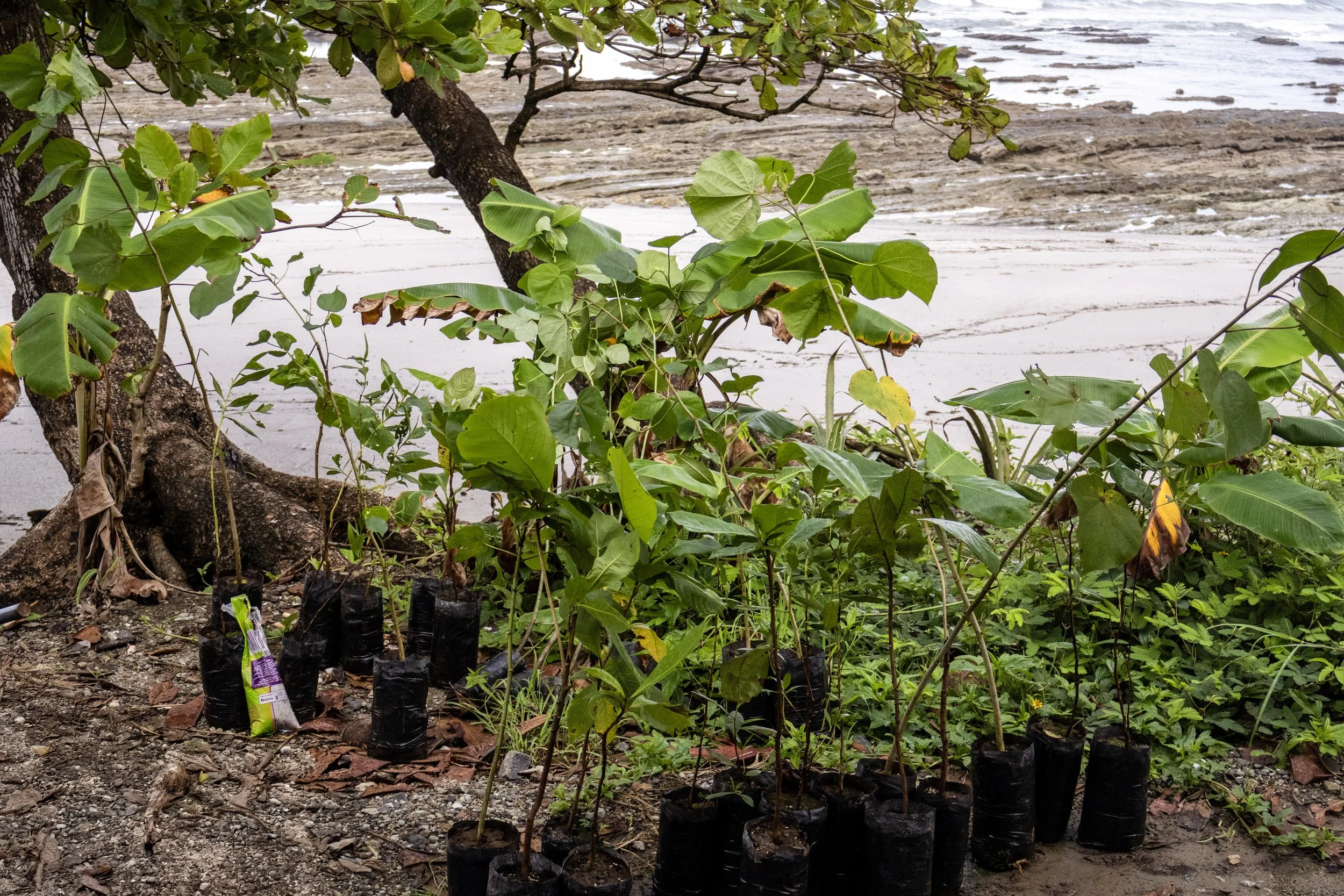 Second Community Tree Planting Peñón–Poza Cambute