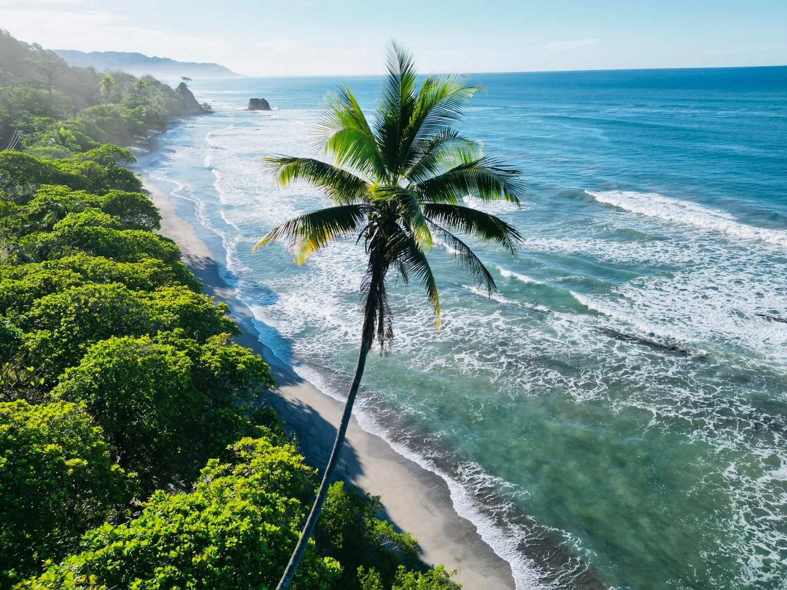 A tropical beach with a tall palm tree in the foreground, lush green bushes along the shoreline, and the ocean waves crashing onto the sandy beach under a clear sky.