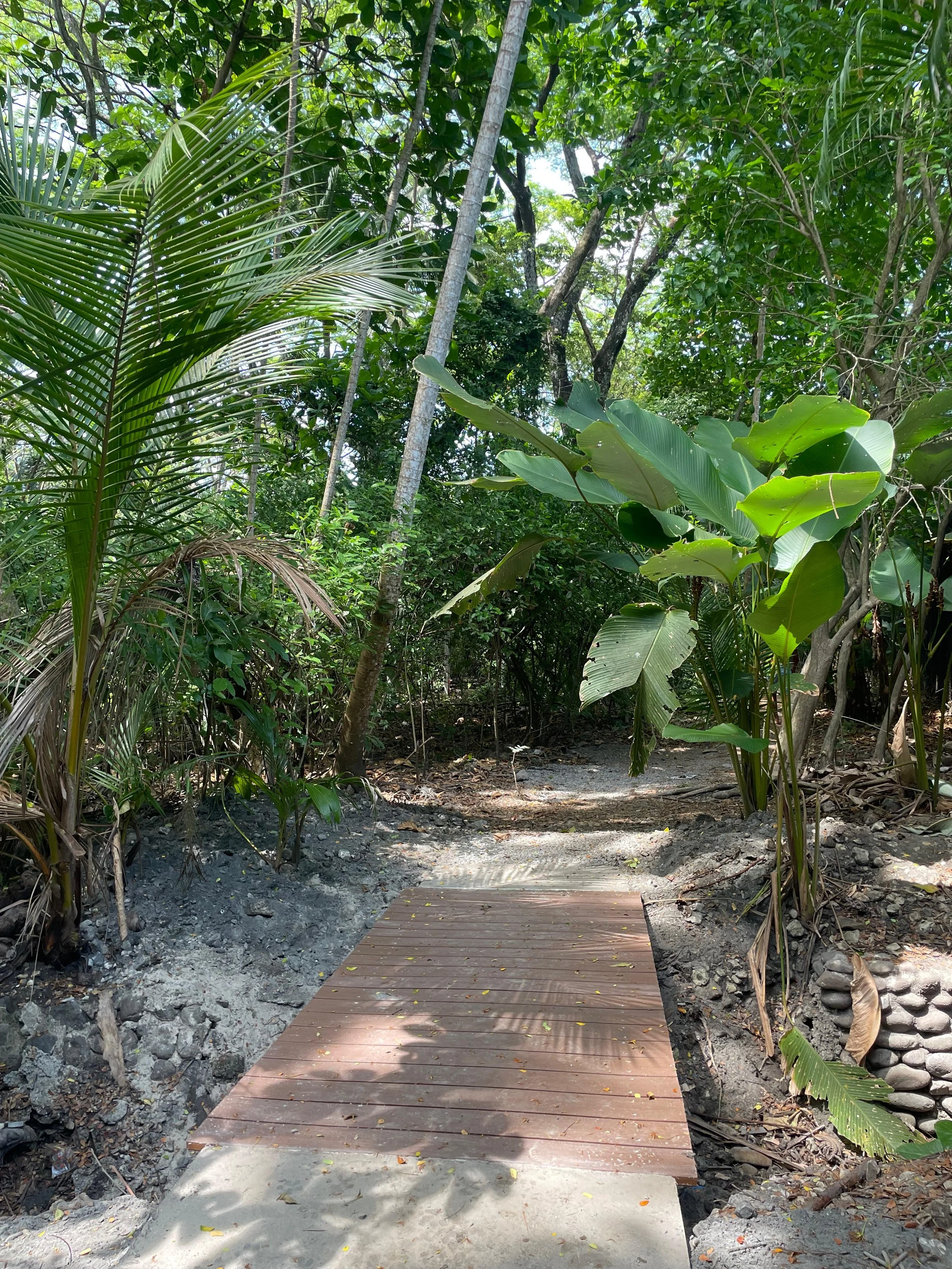 A small wooden bridge crosses over a rocky and dirt path in a lush, green jungle with trees and large leaves.