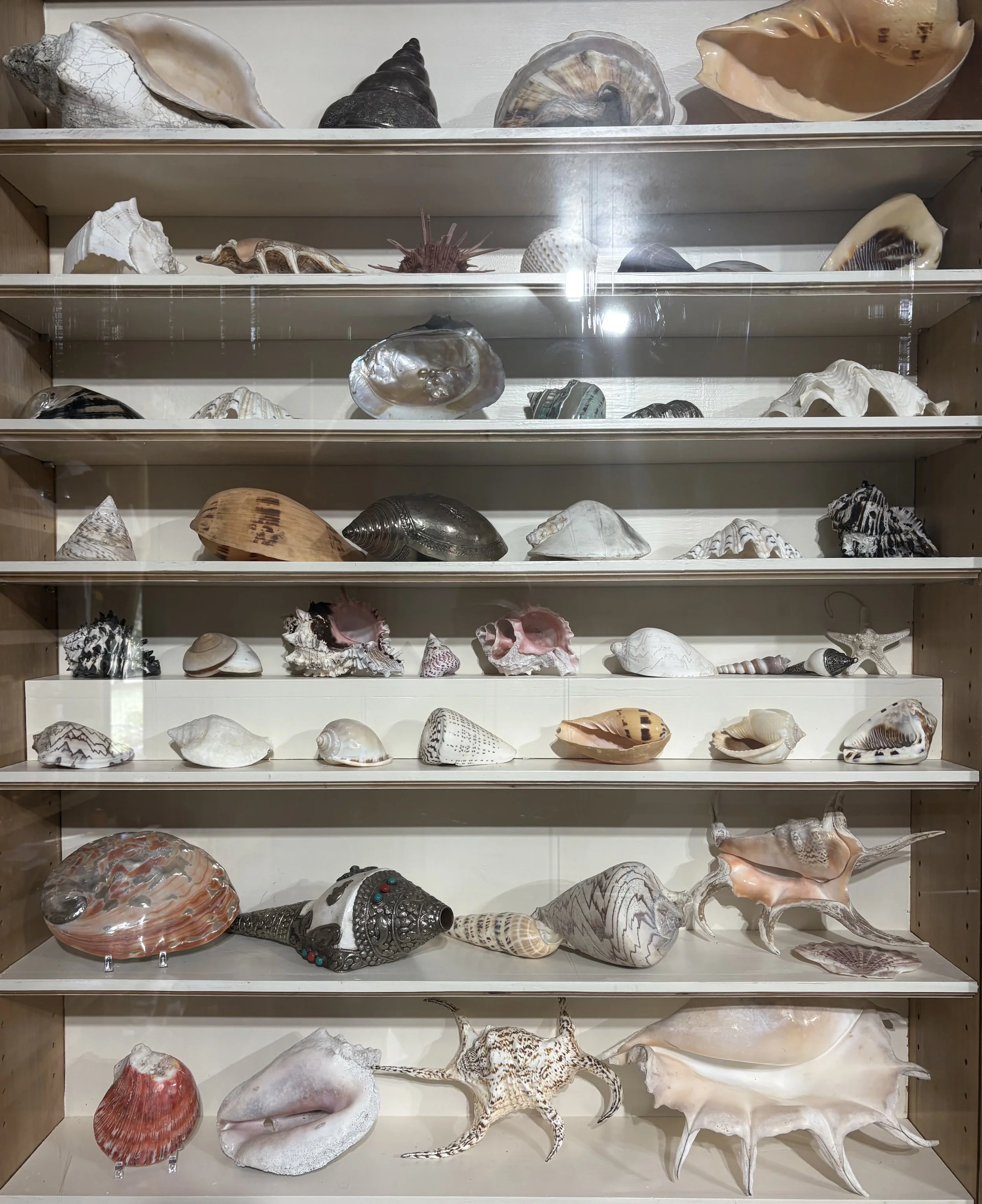 Seashells of Many Beaches